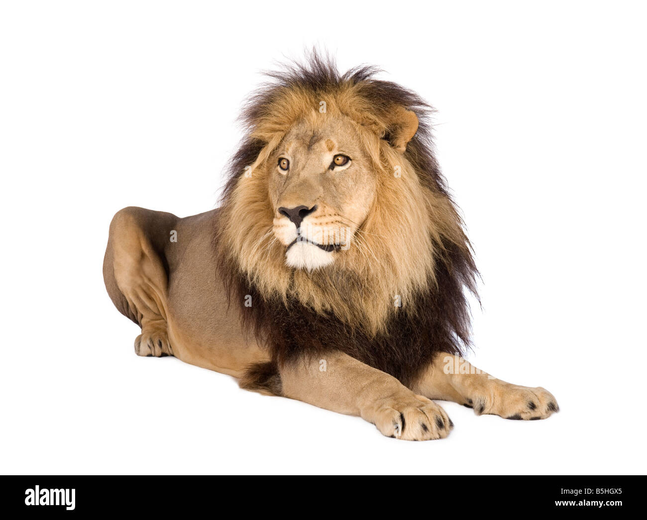 Lion davanti a uno sfondo bianco Foto Stock