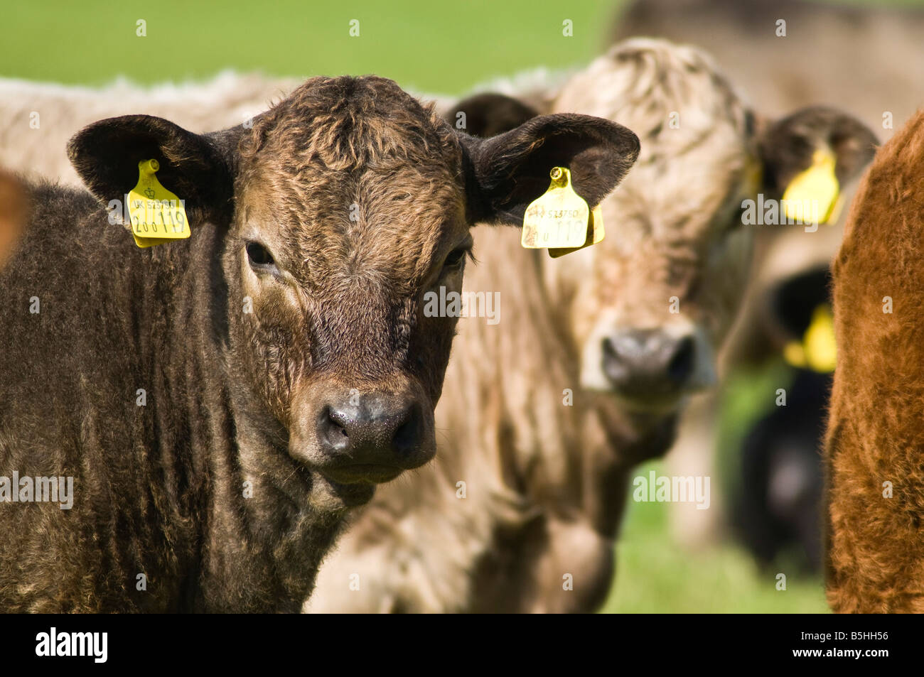 Dh beef cow Animal Regno Unito da vicino i giovani vitelli da macello con identità di bestiame tag tag orecchio Foto Stock