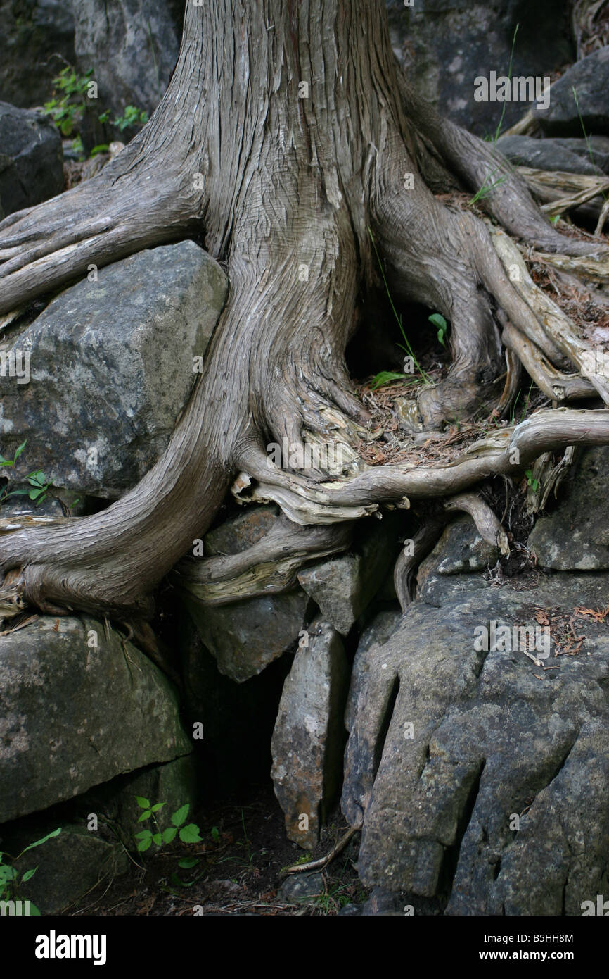 Radici spesse di un albero di cedro ancorarlo saldamente a enormi massi di pietra calcarea. Foto Stock