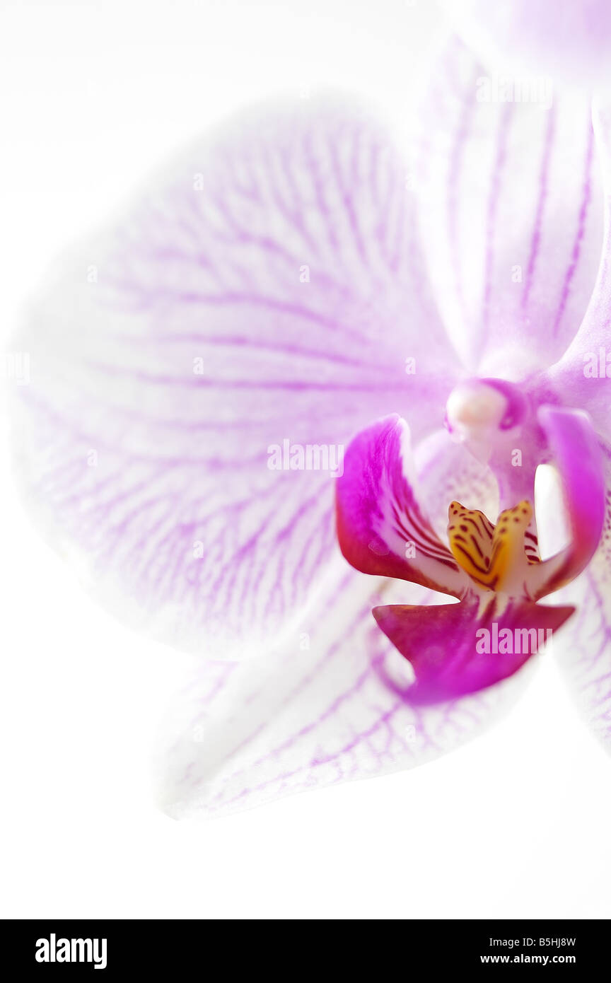 Close up White Orchid Foto Stock