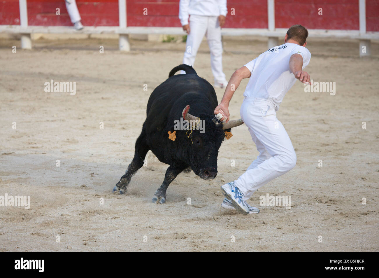 Un unico bull a una lotta con il matador in arena di Saintes Maries de la Mer La Camargue Provenza Francia Europa Foto Stock