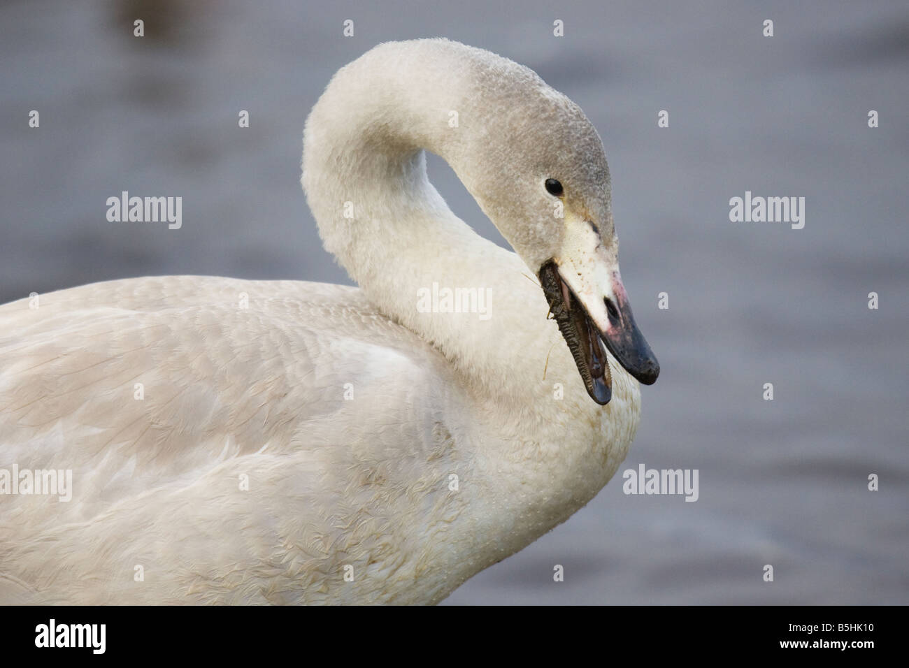 Ritratto di un immaturo Whooper Swan della testa e del collo Foto Stock