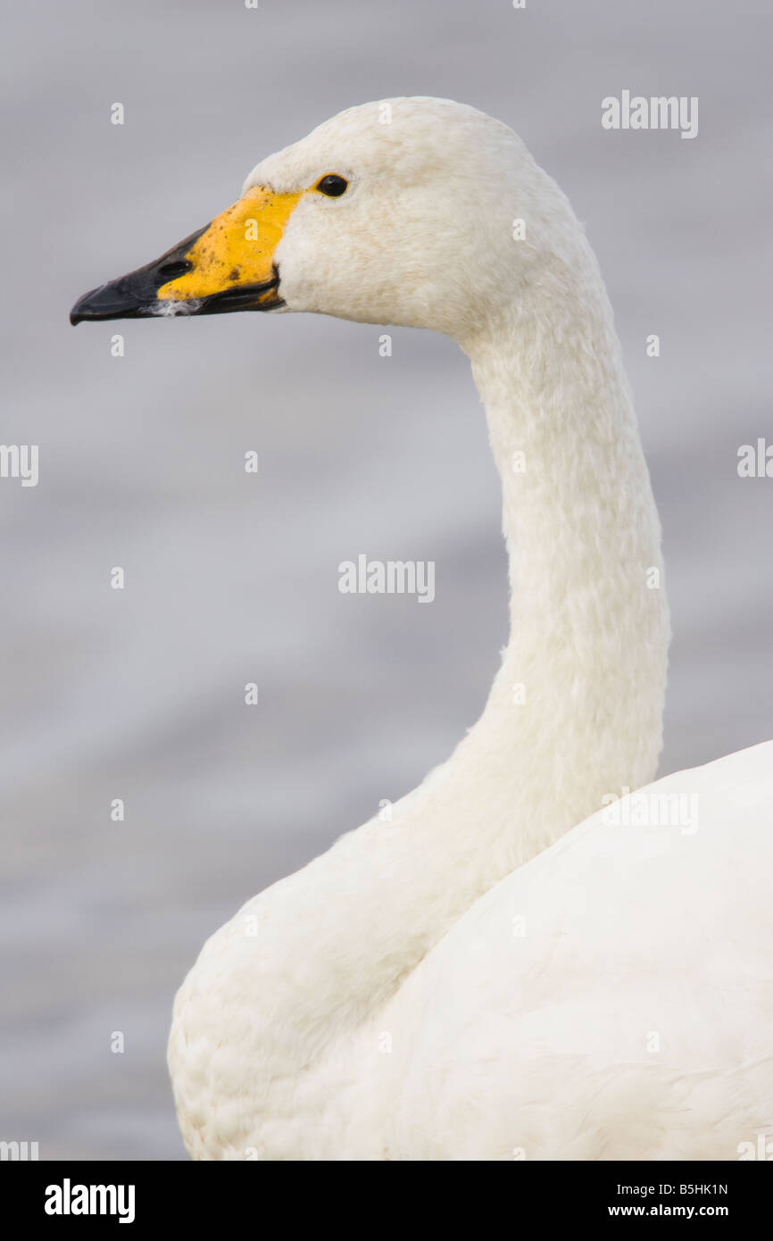 Ritratto di un adulto Whooper Swan della testa e del collo Foto Stock