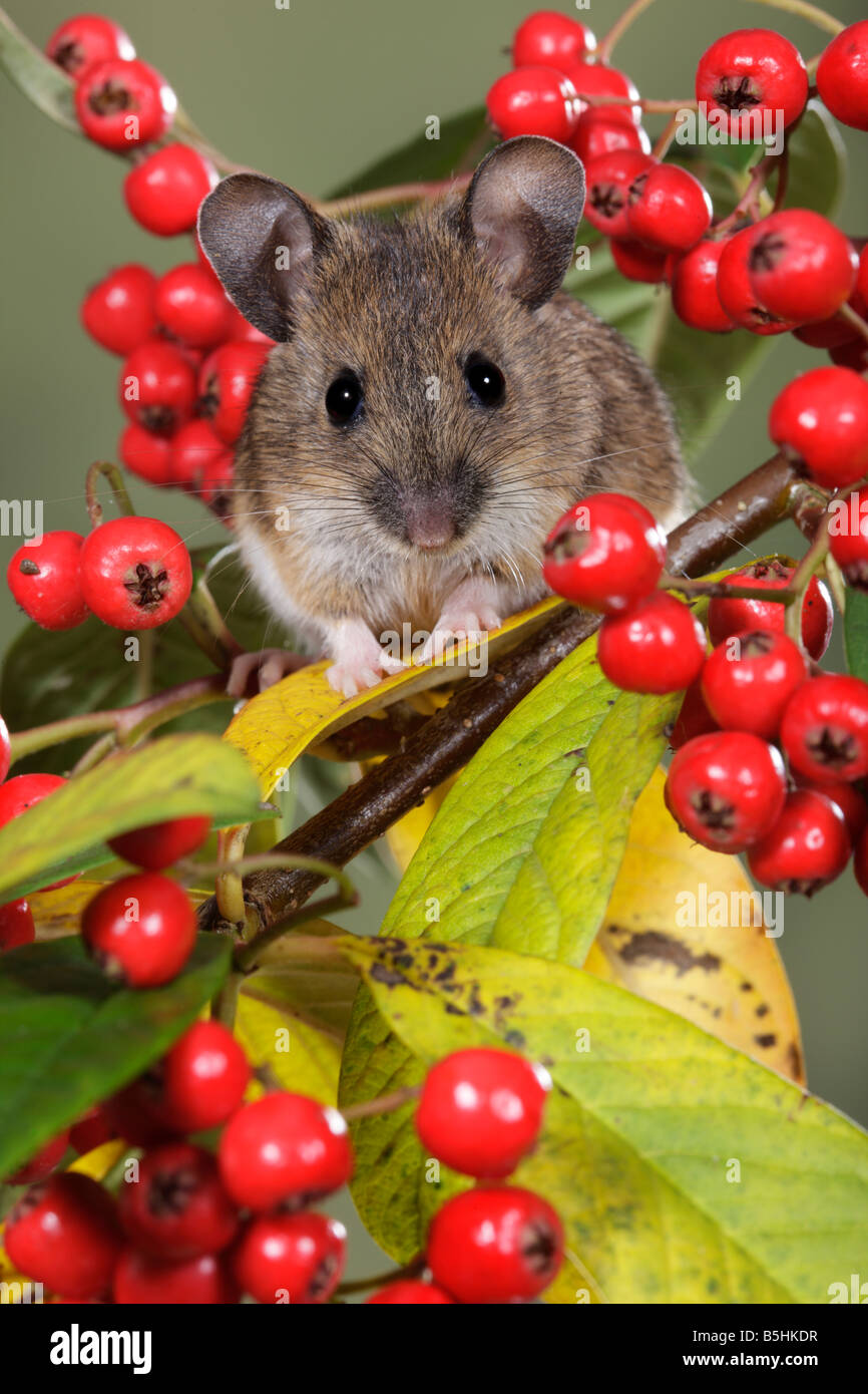 Giallo-Mouse a collo alto Apodemus flavicollis Cotoneaster Potton Bedfordshire Foto Stock