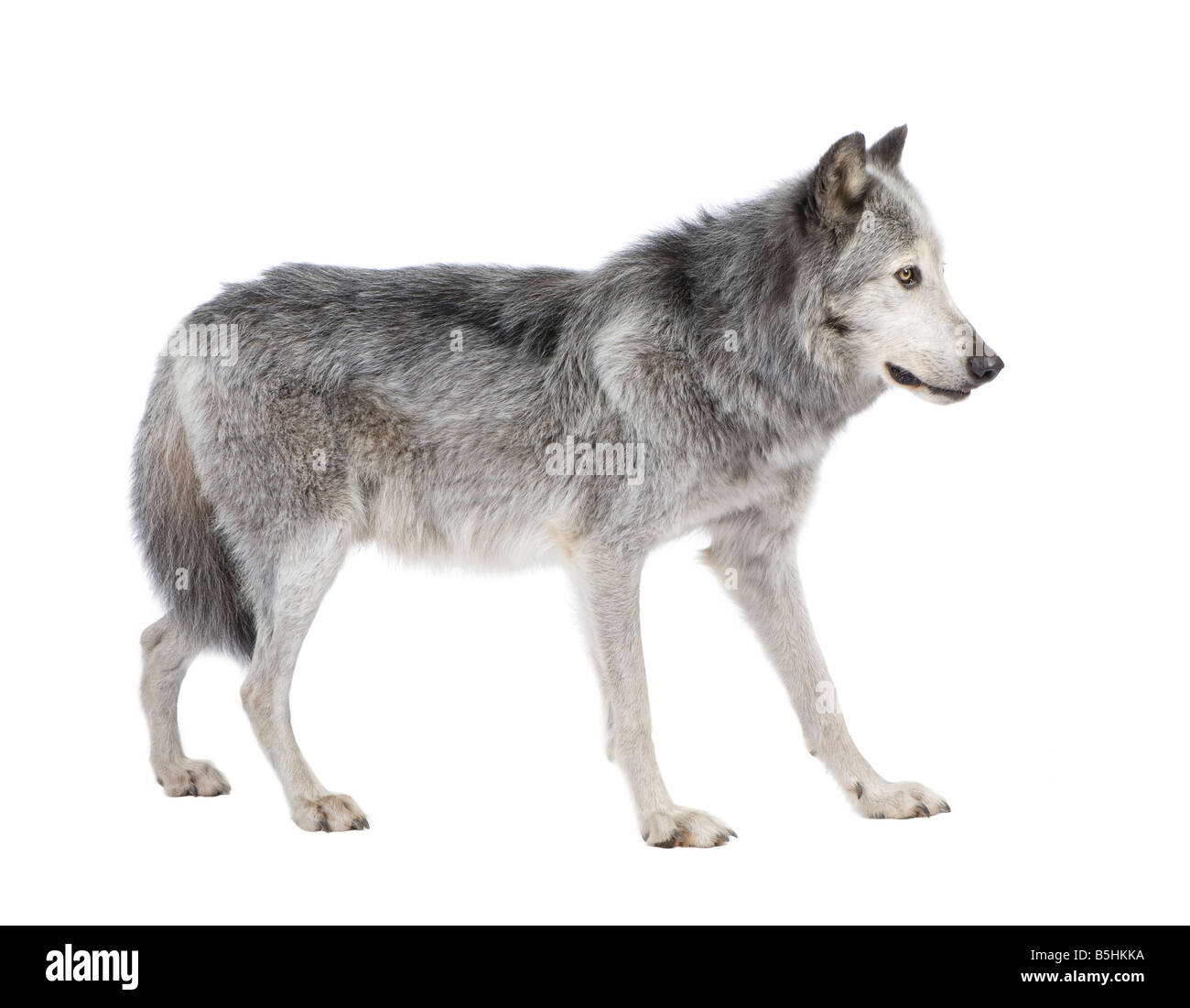 Valle di Mackenzie Wolf 8 anni Canis lupus occidentalis davanti a uno sfondo bianco Foto Stock