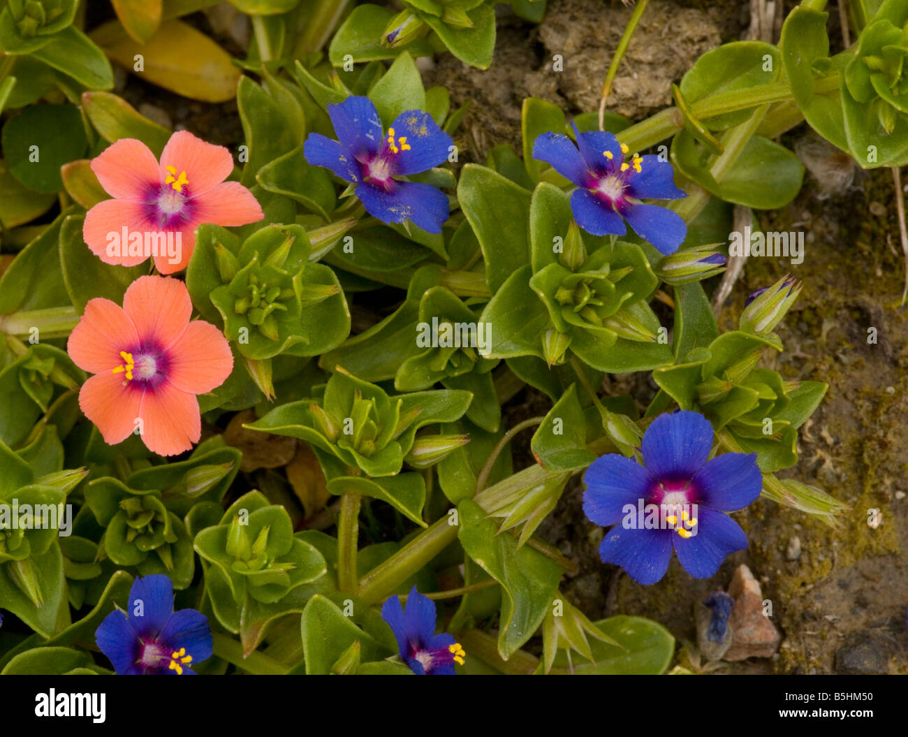 Scarlet Pimpernel entrambi forma blu Anagallis arvense ssp caerulea e scarlatto forma ssp arvense Foto Stock