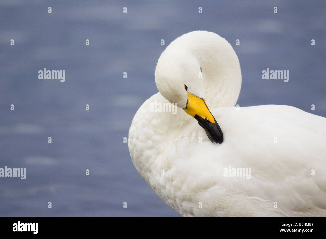 Ritratto di un adulto Whooper Swan preening Foto Stock