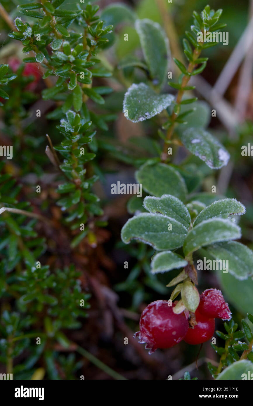 La brina su piante selvatiche in Lappland Svezia Foto Stock