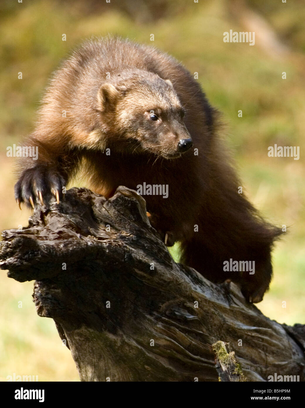 Un wolverine mostra i suoi artigli sulla cima di un caduto log - condizioni controllate Foto Stock