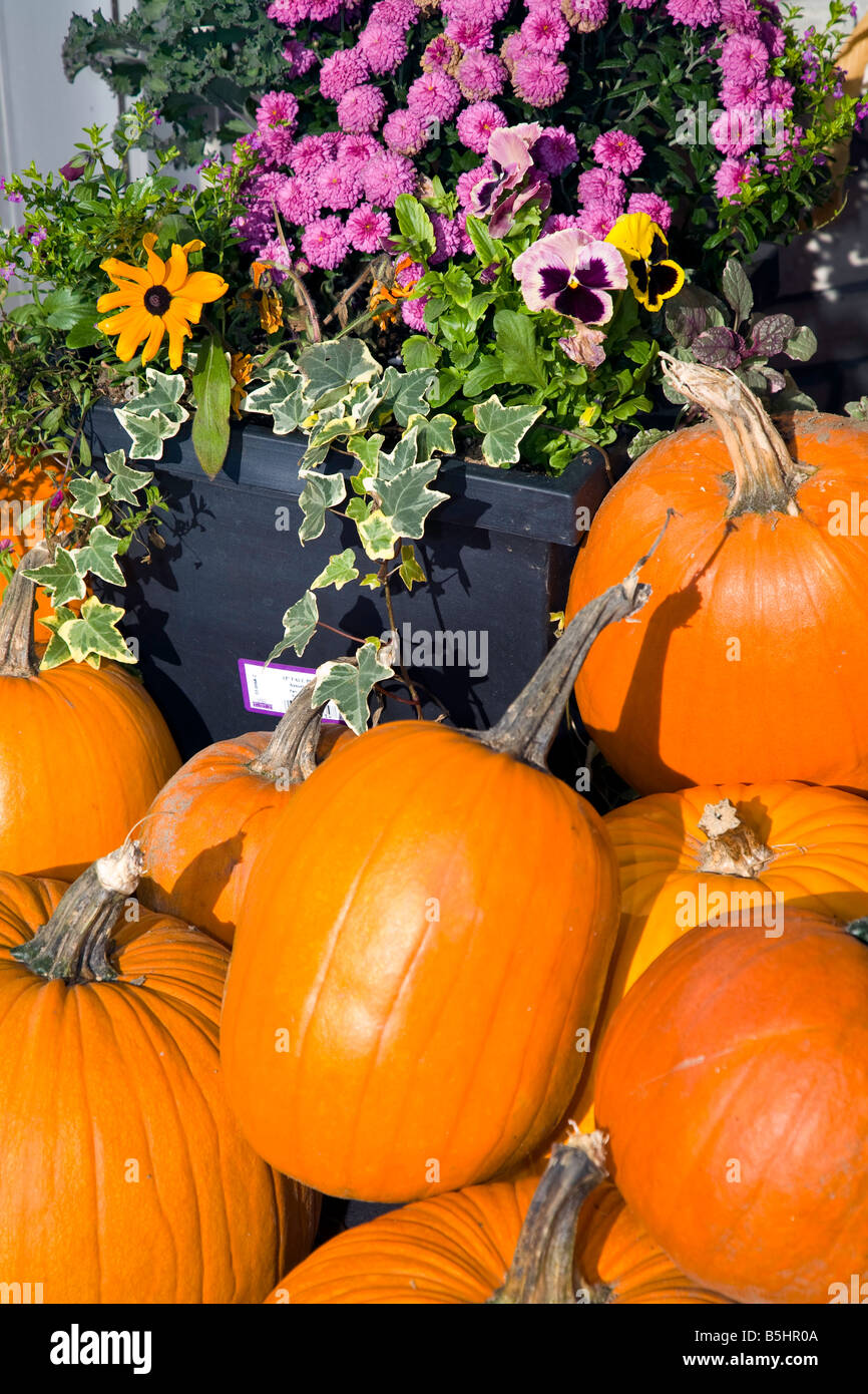 Zucca e fiori come elementi di arredo per la celebrazione di Ringraziamento in America del Nord Foto Stock