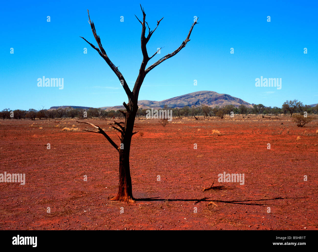 Albero bruciato nel paesaggio rosso, Pilbara, Australia occidentale Foto Stock