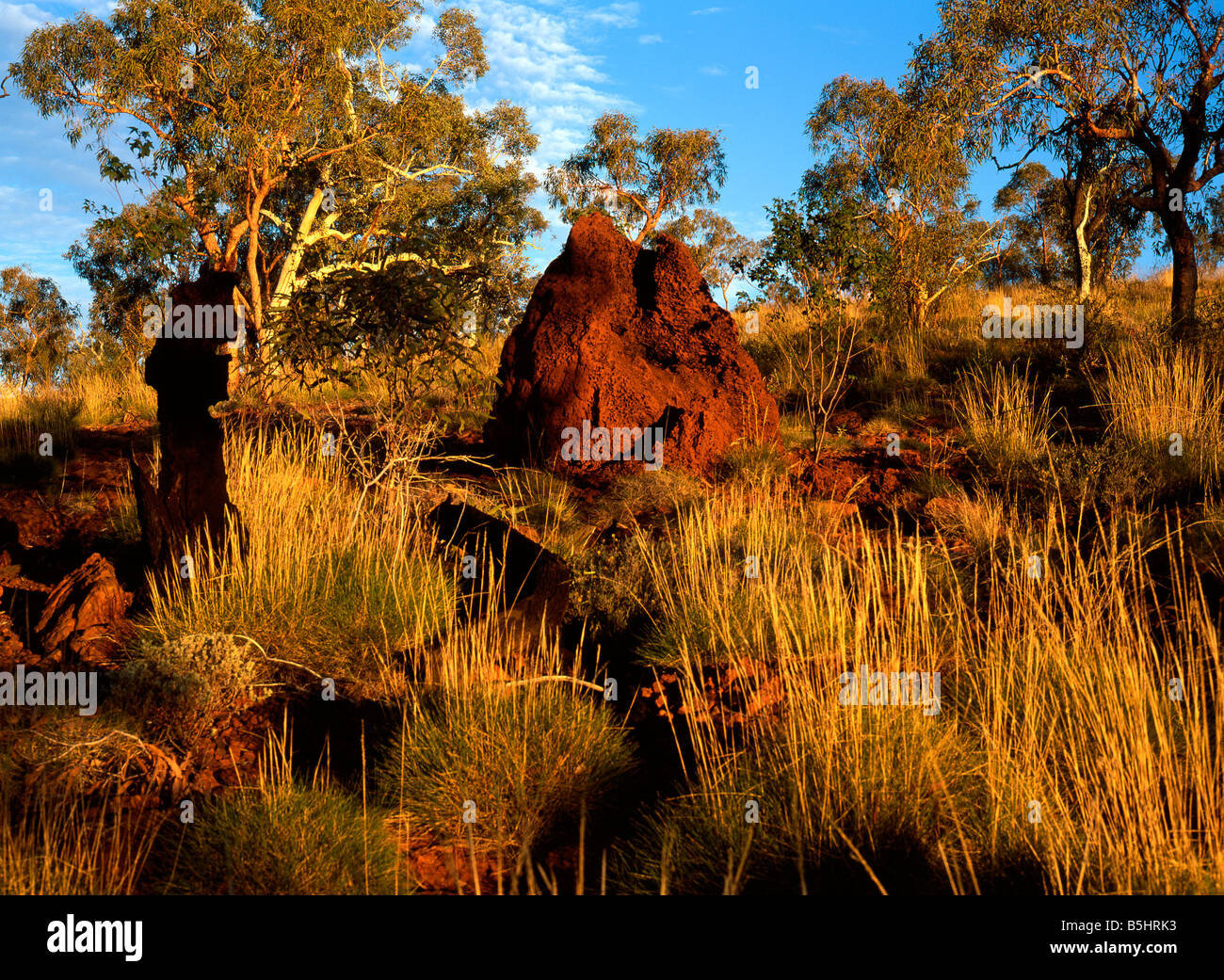 Termite mound ant hill nel paesaggio australiano, Karijini National Park, Pilbara, Northwest Australia Foto Stock