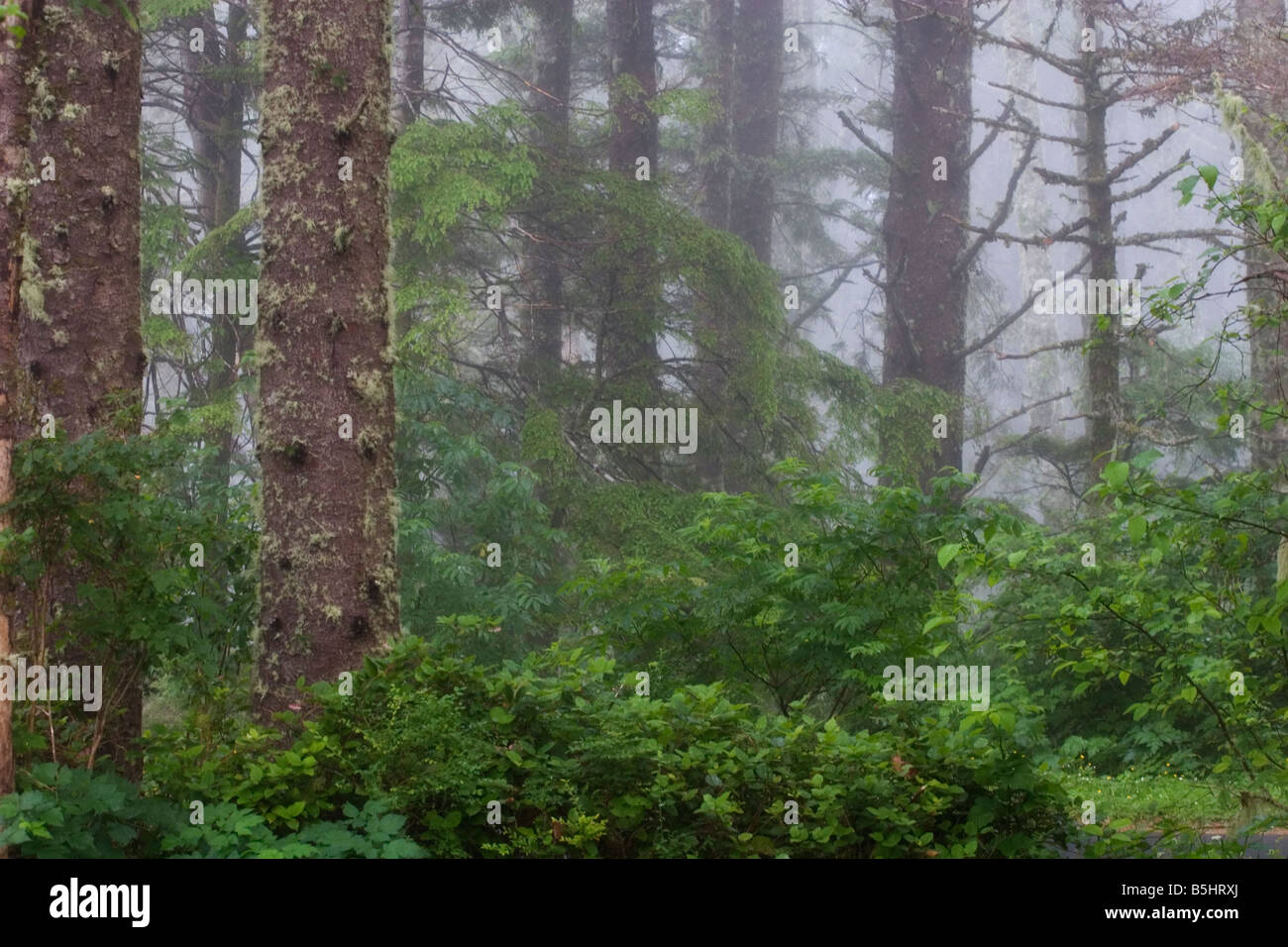 La foresta pluviale costiera di Cape Perpetua Oregon Foto Stock