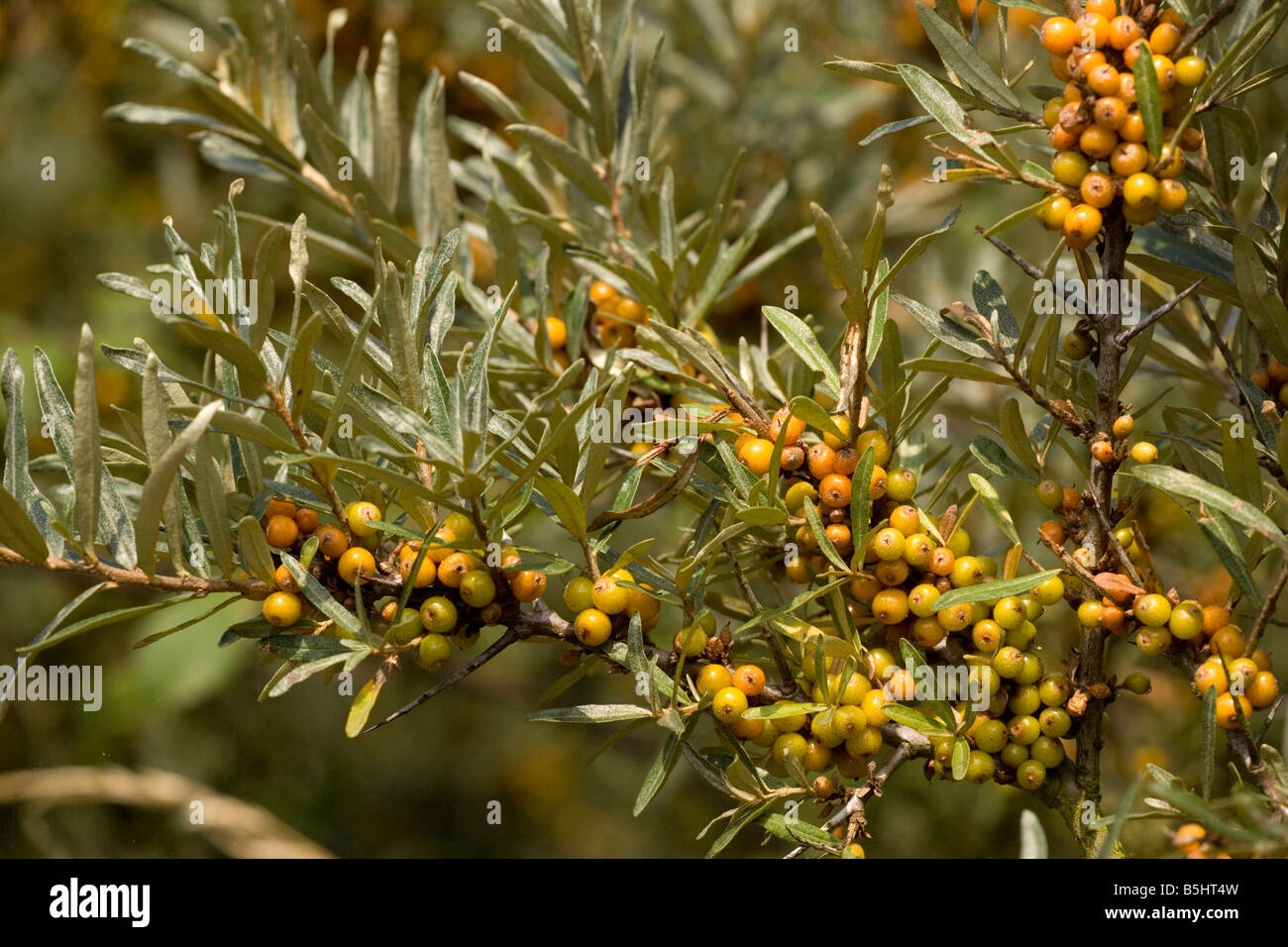 Bacche di olivello spinoso Hippophae rhamnoides nota di frutta Lincs Foto Stock