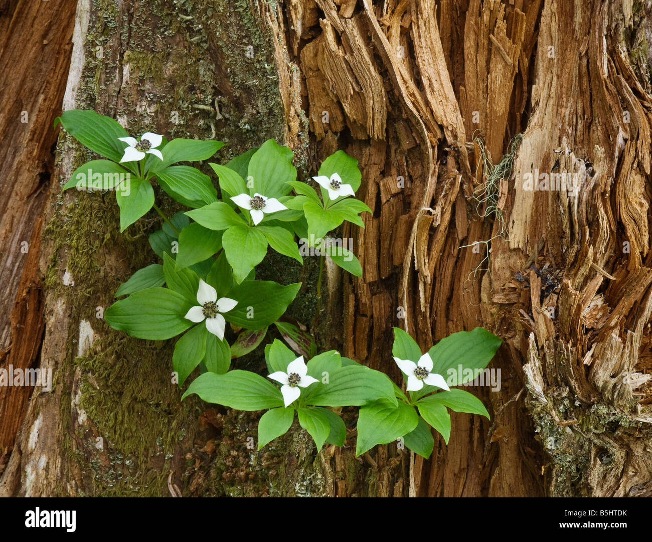 Bunchberry sul marciume tronco di albero alto sperone sentiero del Monte Cofano Oregon Foto Stock