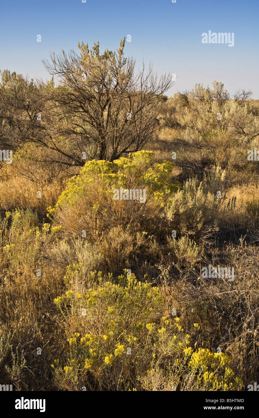 Rabbitbrush sagebrush e a Echo Prati Oregon Trail sito Umatilla County Oregon nordorientale Foto Stock