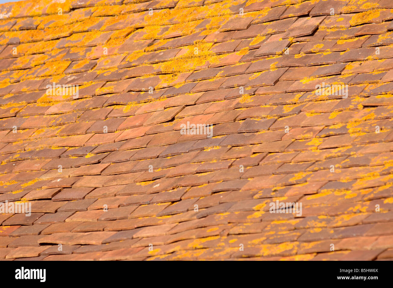 Dettaglio dell'argilla tetto di tegole di un fienile in HEREFORDSHIRE UK con il distintivo giallo arancione licheni XANTHORIA PARIETINA Foto Stock