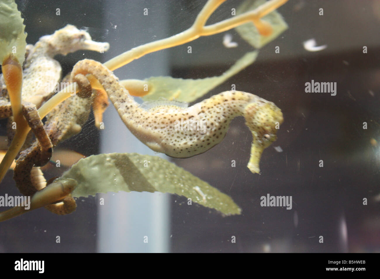 Sea Horse Marine Aquarium Foto Stock