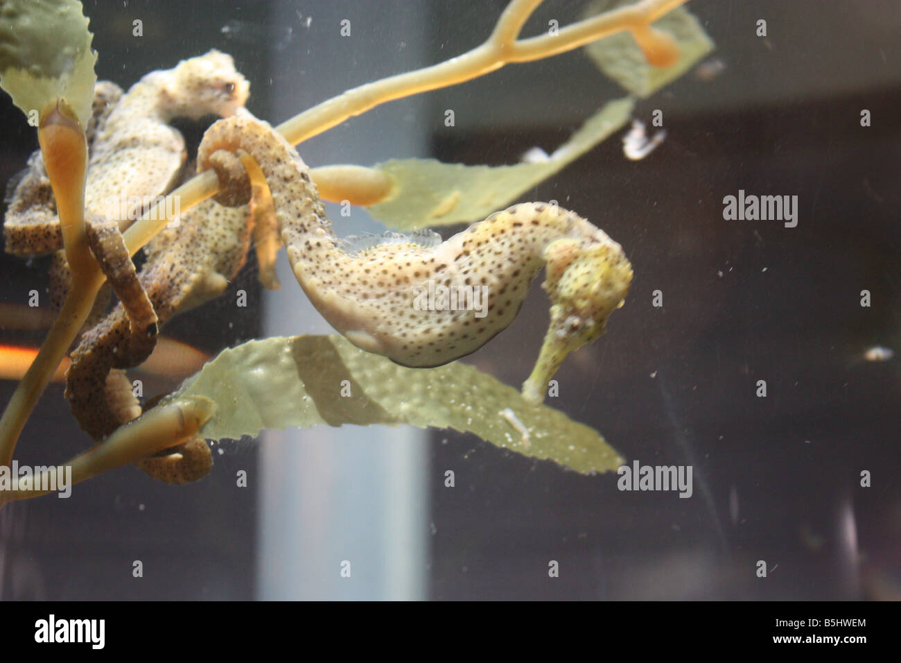 Sea Horse Marine Aquarium Foto Stock