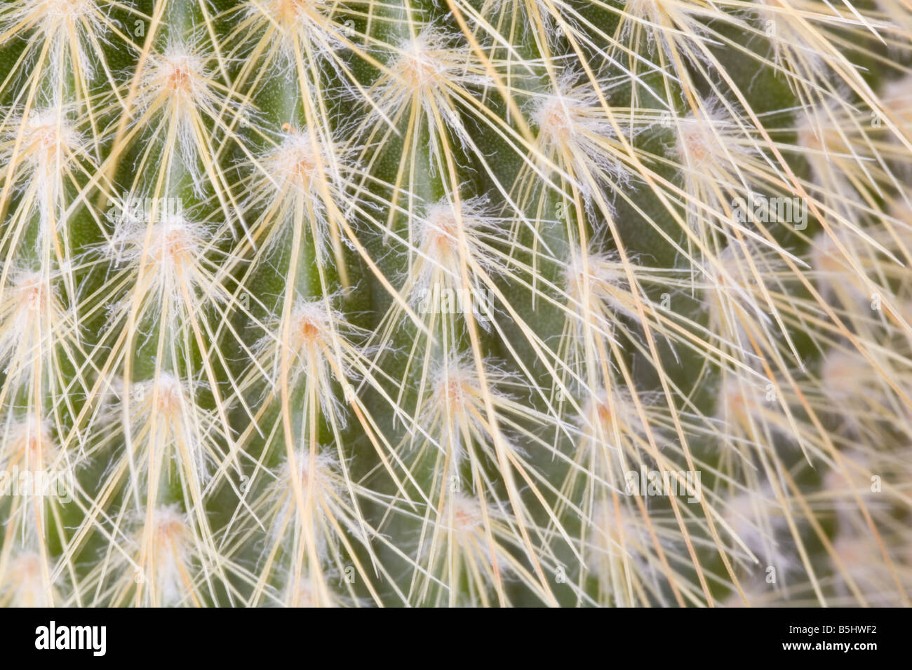 Still Life Studio Close up fluffy spine di una pianta di cactus Pachycereus pachyclaudis Foto Stock