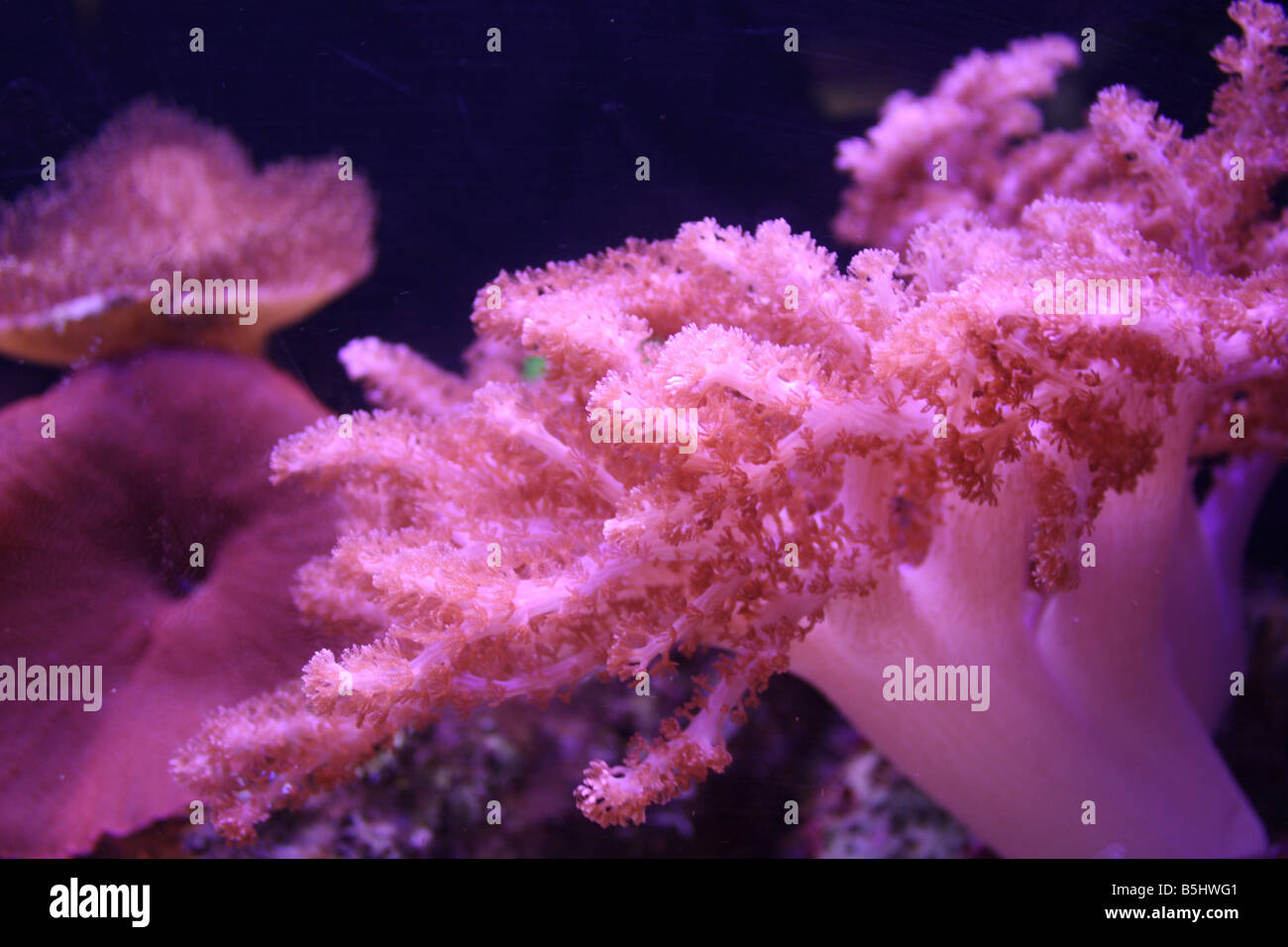 Acquario marino le piante del mare Foto Stock
