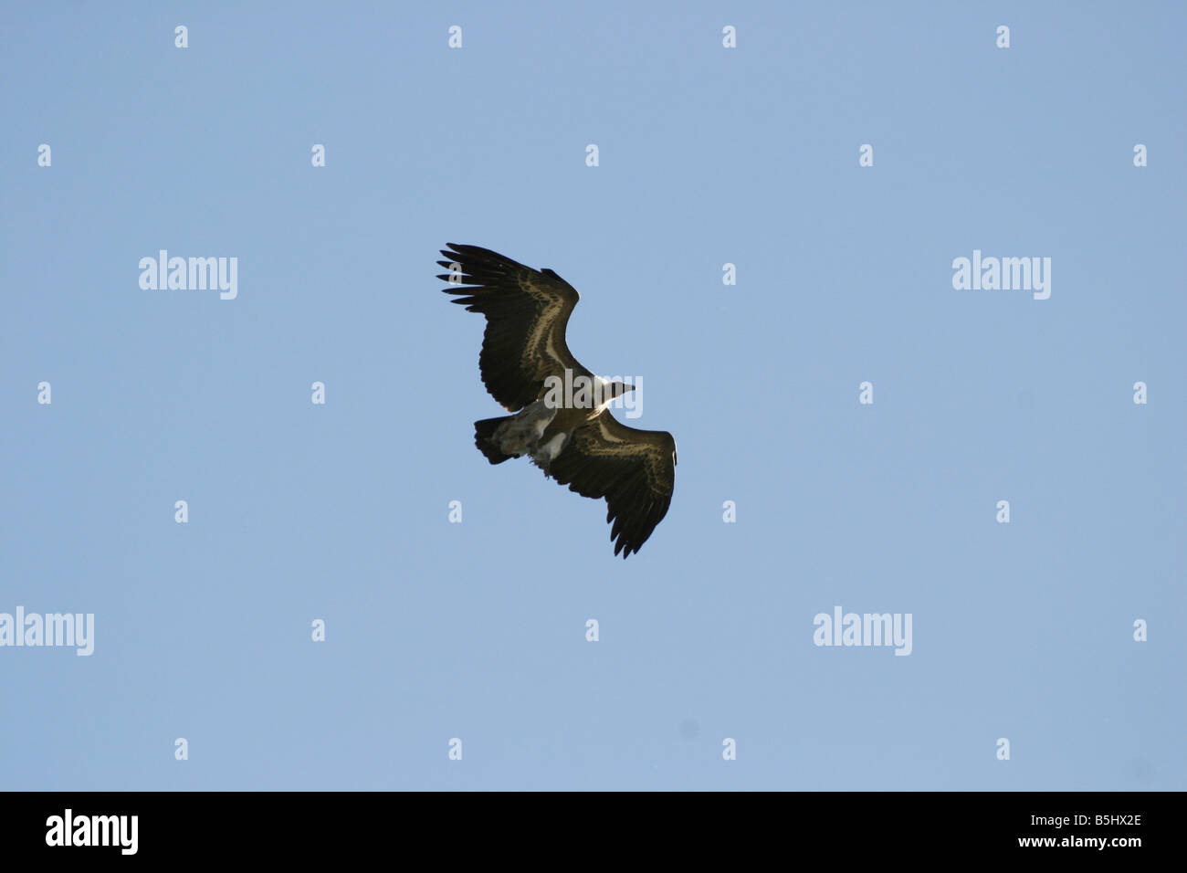 Grifone, Gyps fulvus, volare a velocità Foto Stock