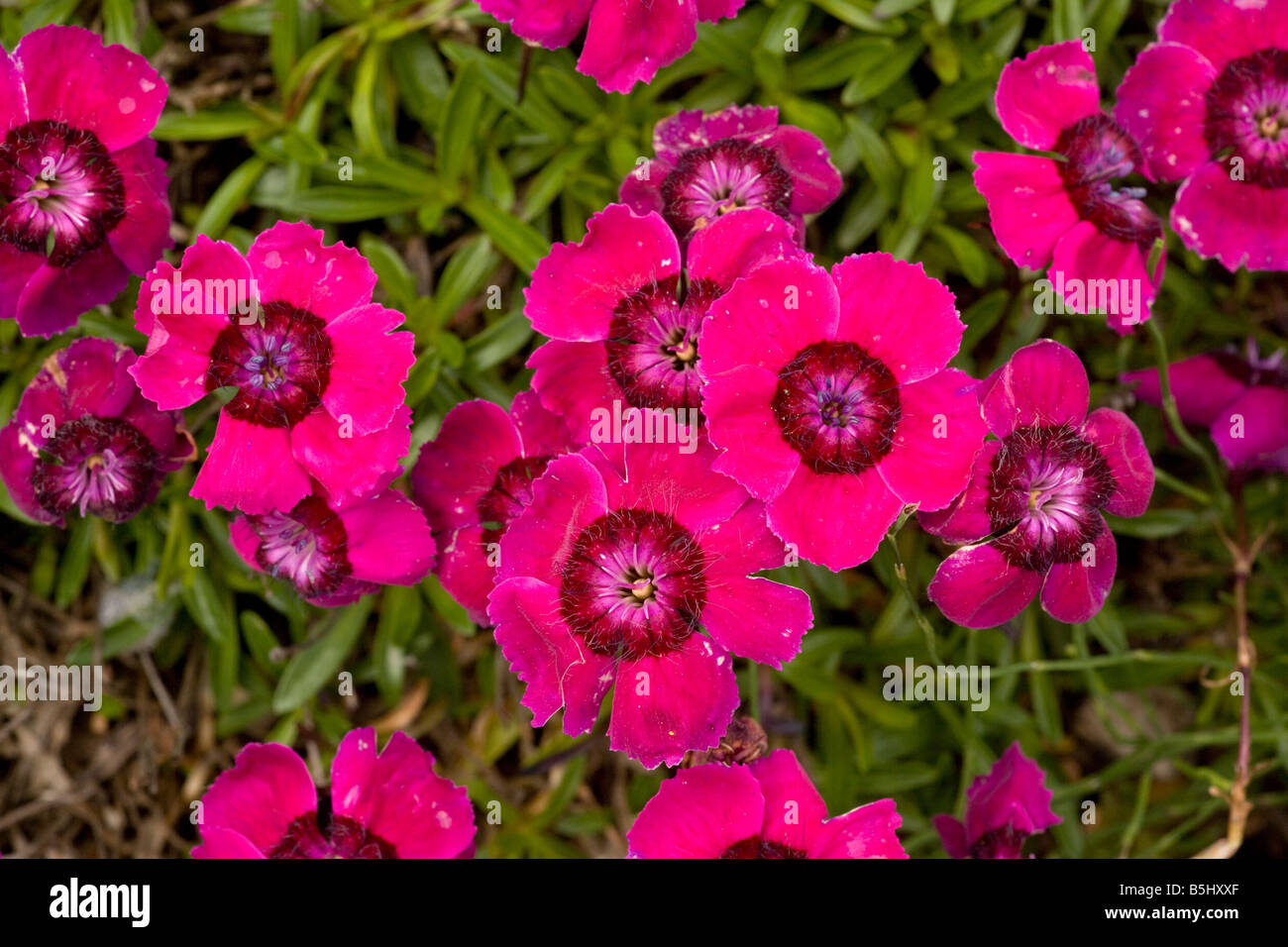 Un giardino rosa Dianthus Alpinus Giovanna sangue Foto Stock