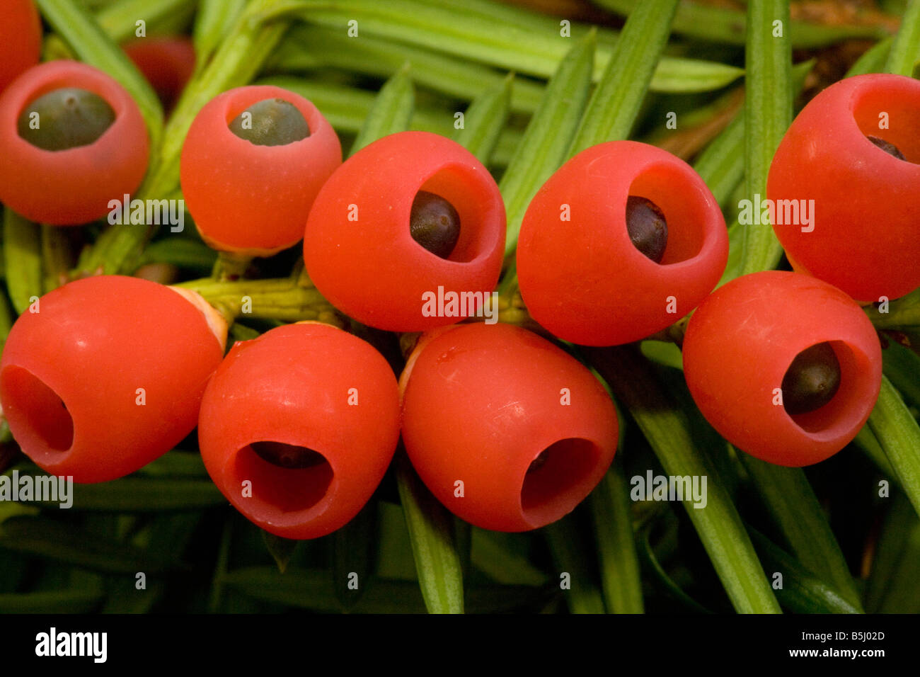 Yew Tree in autunno con bacche mature Foto Stock