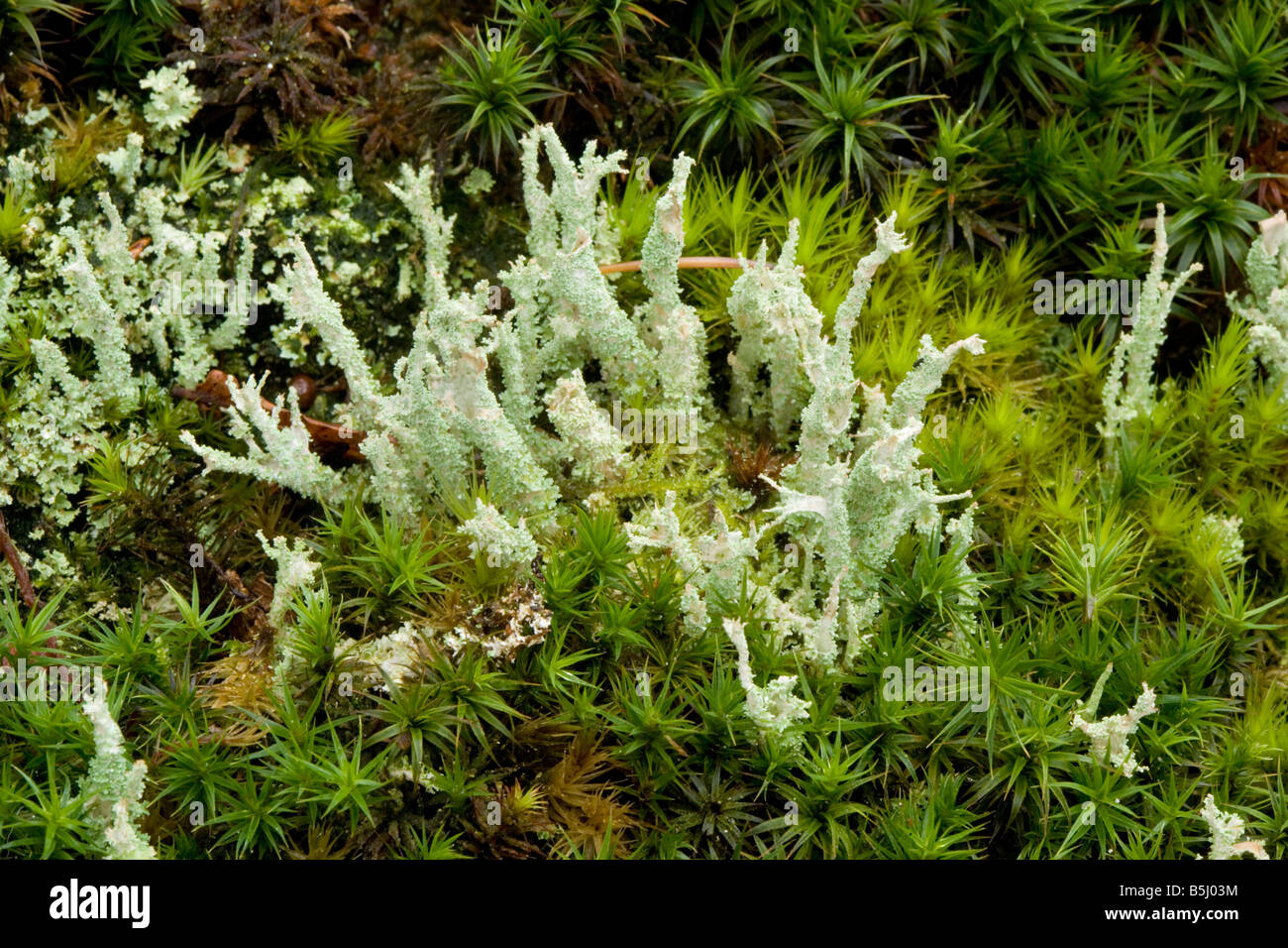 I licheni Cladonia squamosa su legno antico con i muschi nuova foresta Foto Stock