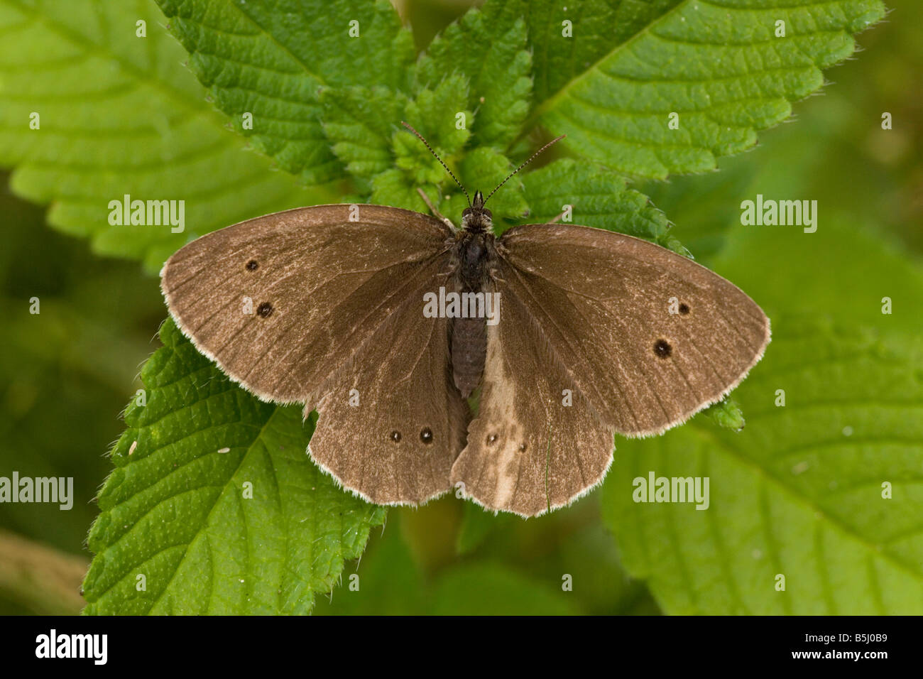 Ringlet butterfly Aphantopus hyperantus basking comune SPECIE DEL REGNO UNITO Foto Stock