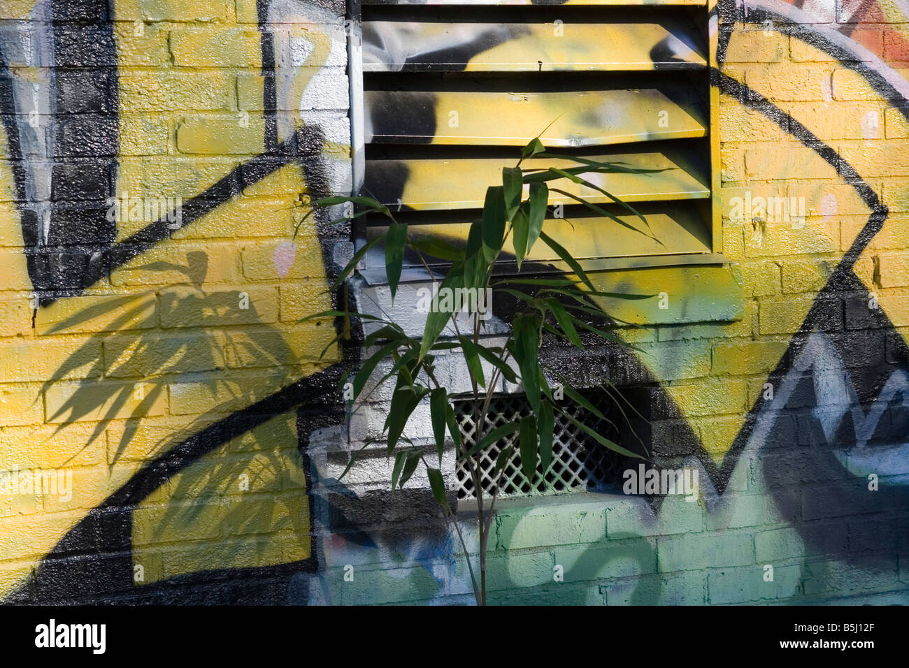 Un bambù crescenti capovolto di una parete dipinta Foto Stock