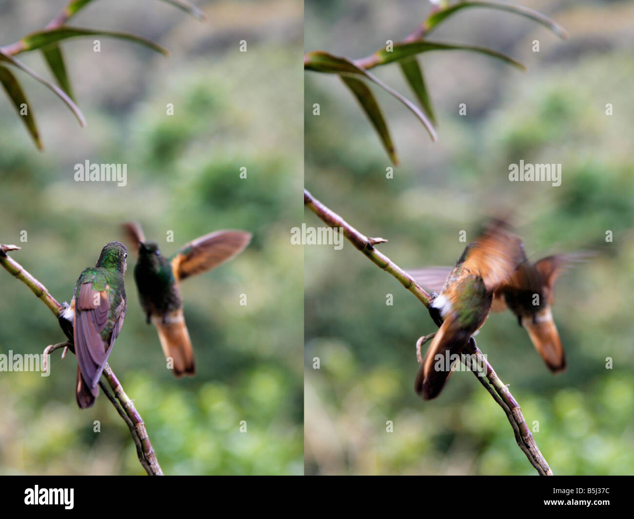 Hummingbird lotta nell'cloudforest colombiano Foto Stock