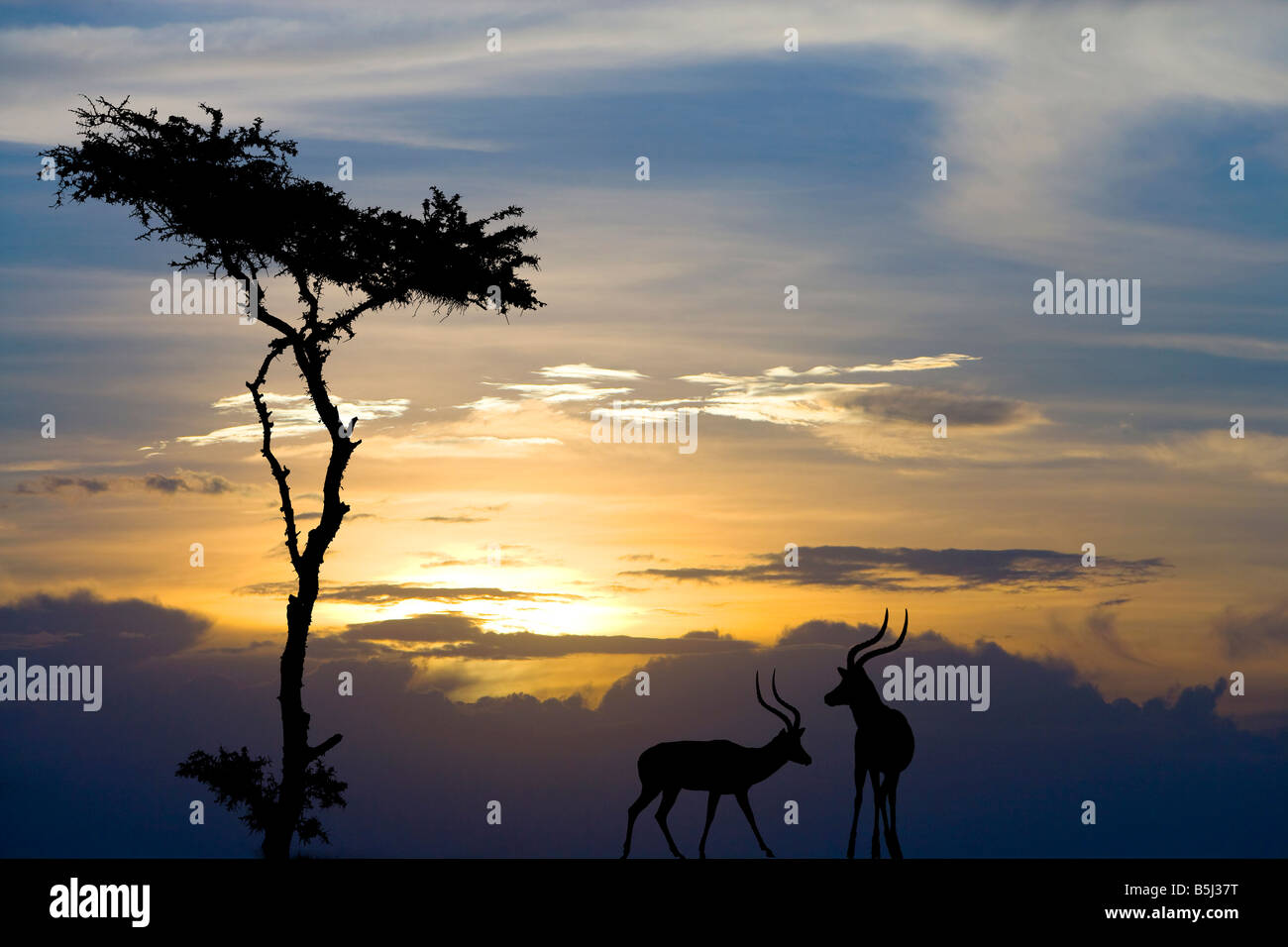 Voce maschile impala stagliano contro un Cielo di tramonto, Amboseli National Park, Kenya Foto Stock