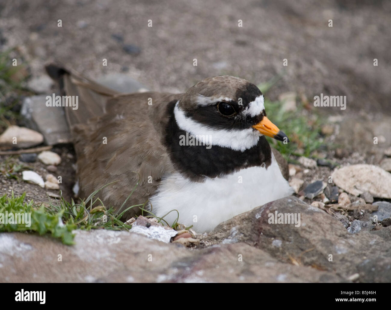 Plover inanellato (Charadrius Hiaticula) sul suo nido nel farne Islands, Northumberland, Inghilterra, Regno Unito. Foto Stock