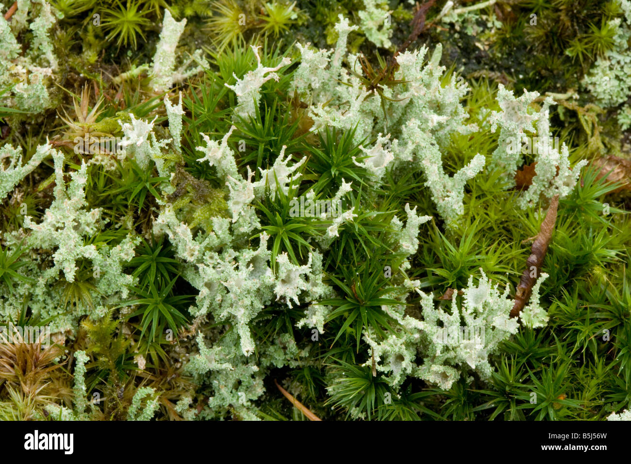I licheni Cladonia squamosa su legno antico con i muschi nuova foresta Foto Stock