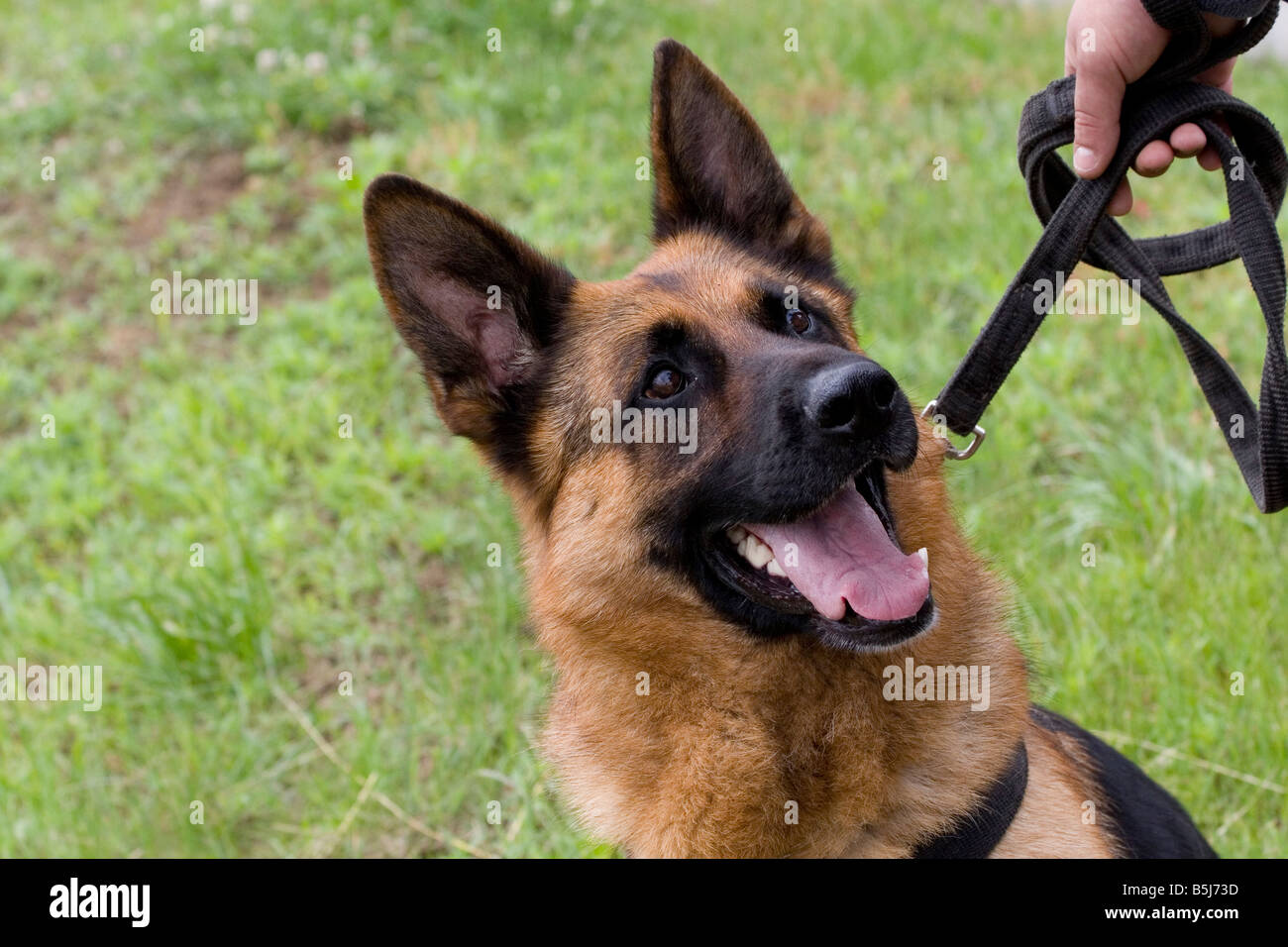 Testa e spalle ritratto di un avviso amichevole maschio pastore tedesco  cane in una posizione da seduto all'esterno, mantenendo il guinzaglio Foto  stock - Alamy