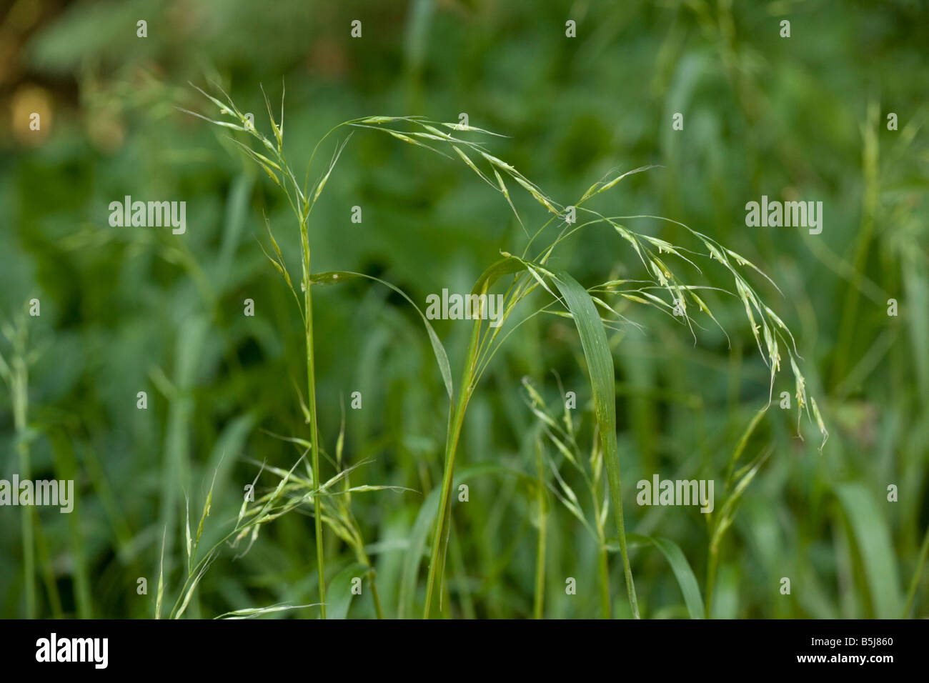 Festuca legno Festuca altissima rari nel Regno Unito Foto Stock