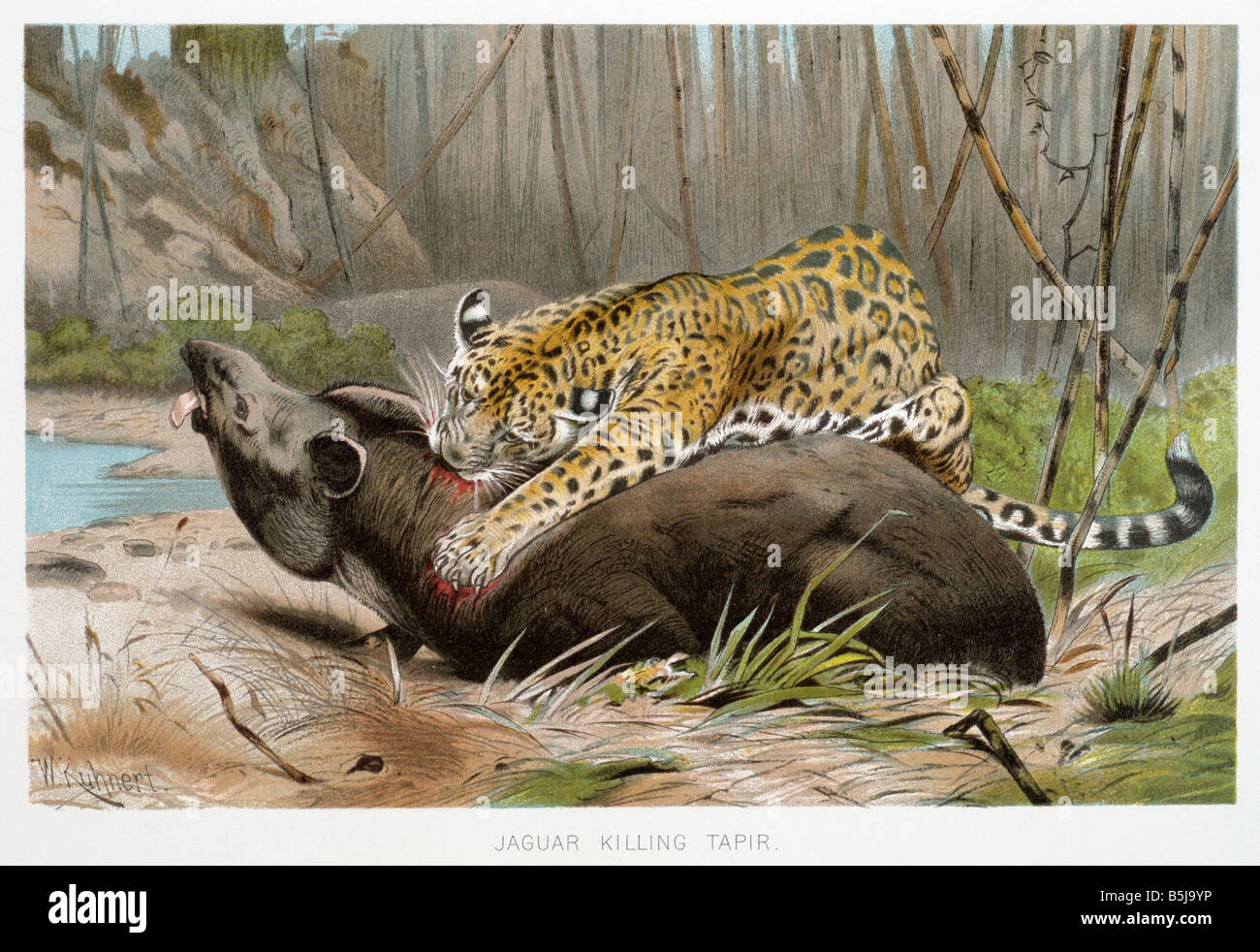 JAGUAR uccidendo il tapiro Panthera onca, Nuovo Mondo gatti gatto grande gatti alimentazione suoneria carnvore predator Foto Stock