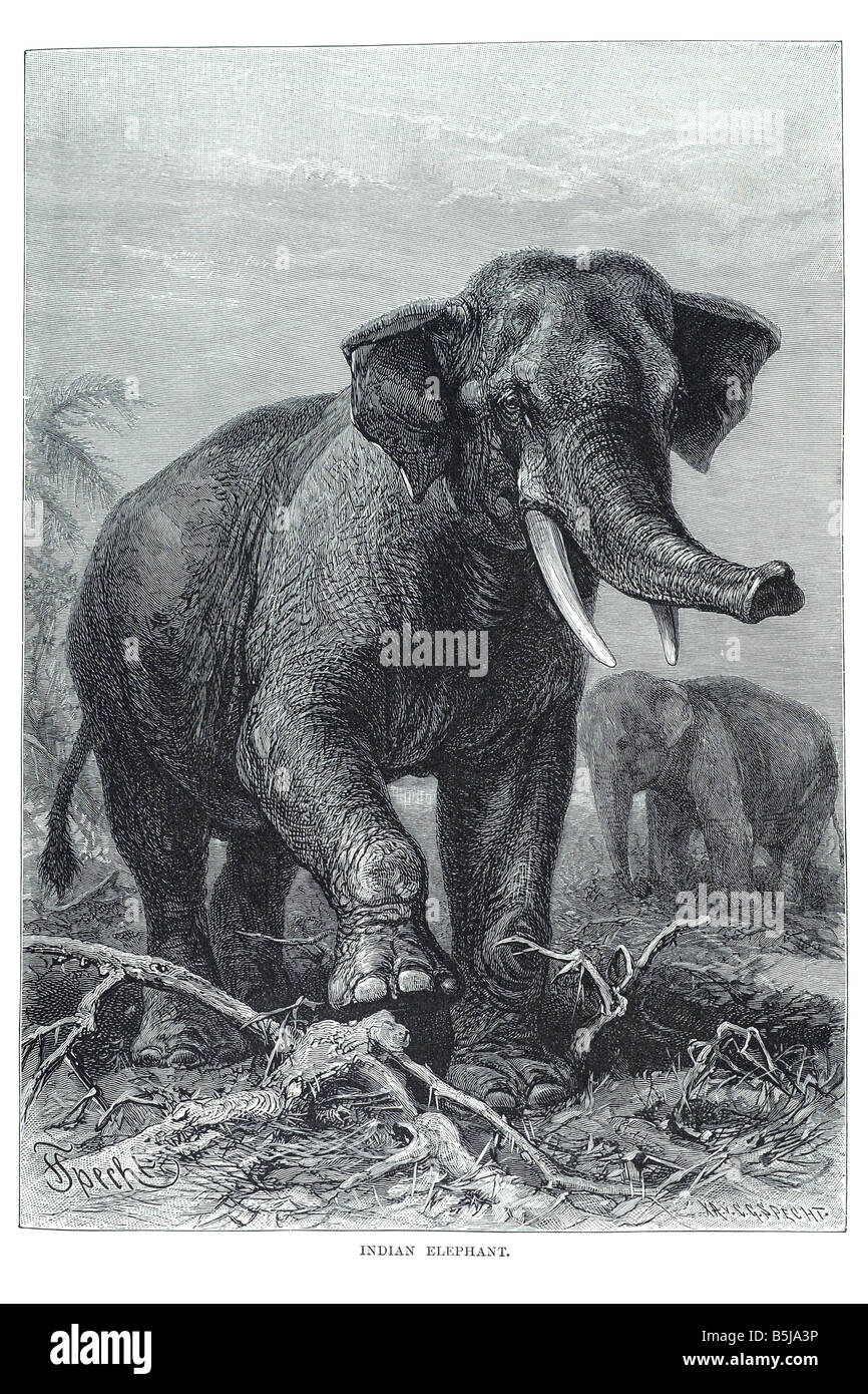 Elefante asiatico di Sumatra E. m. sumatranus dello Sri Lanka maximus borneensis Borneo Foto Stock