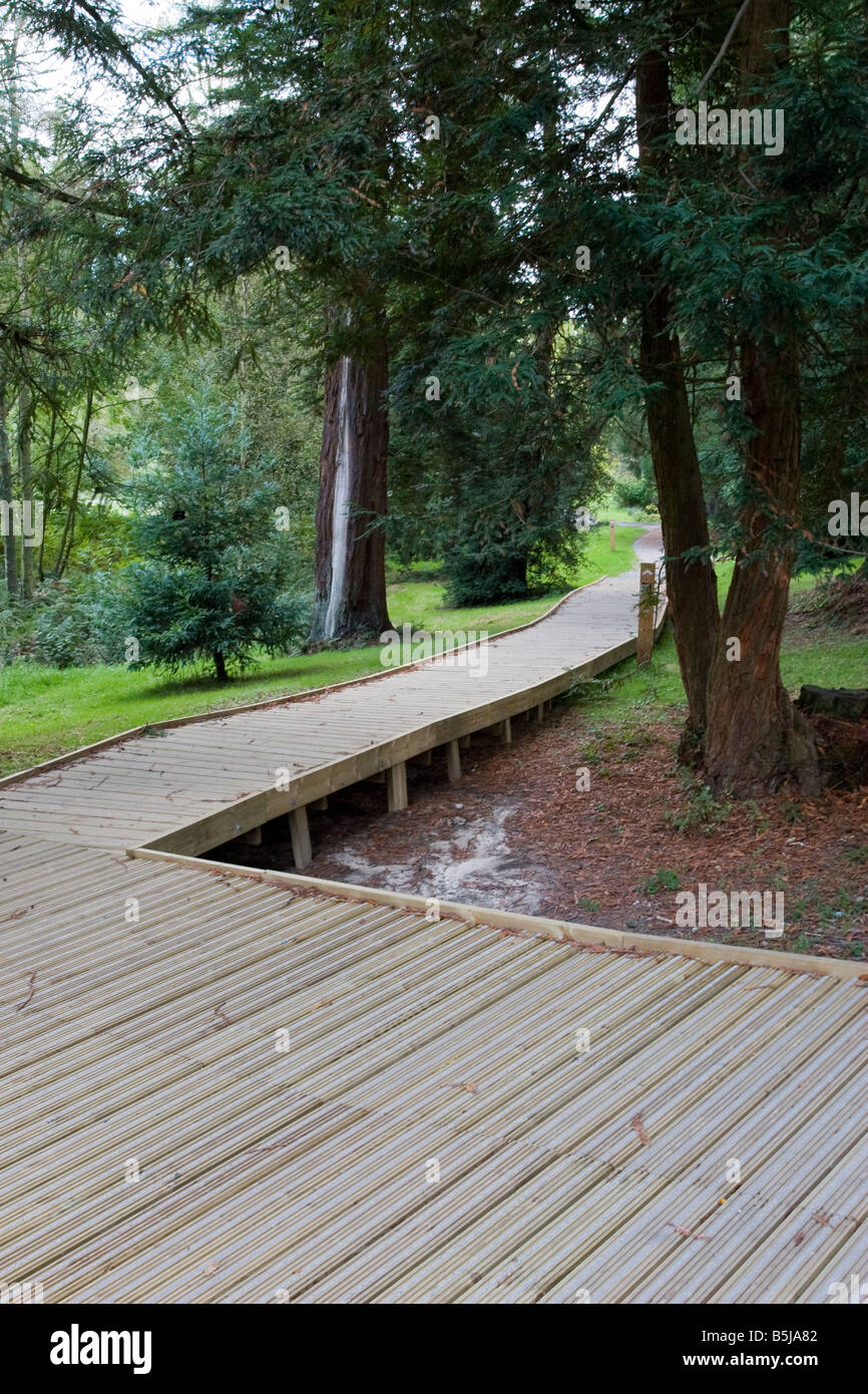 Boscoso scheda di legno a piedi attraverso una foresta. Foto Stock