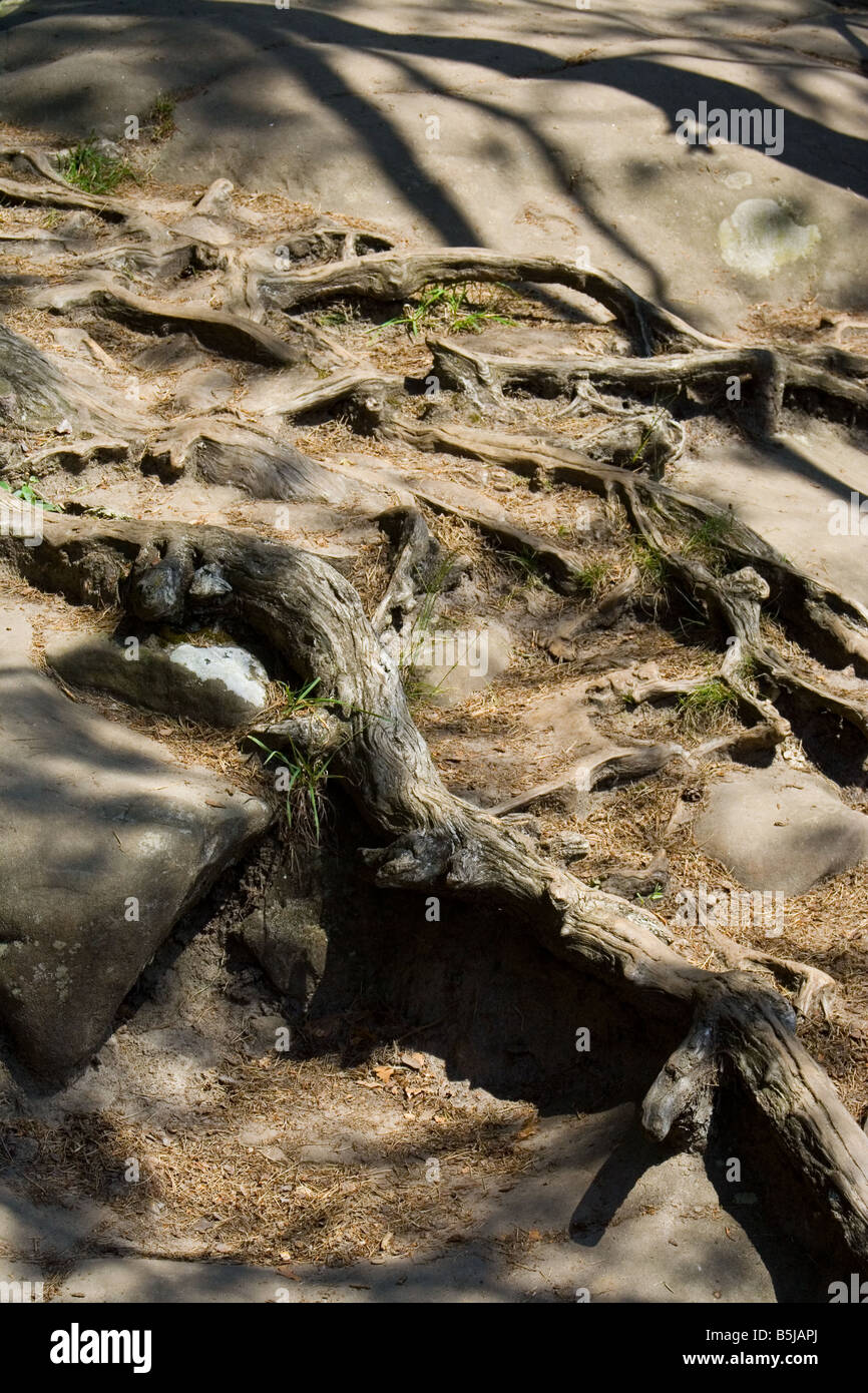 Le radici e il terreno, Petite Suisse Lussemburgo giugno 2006 Foto Stock