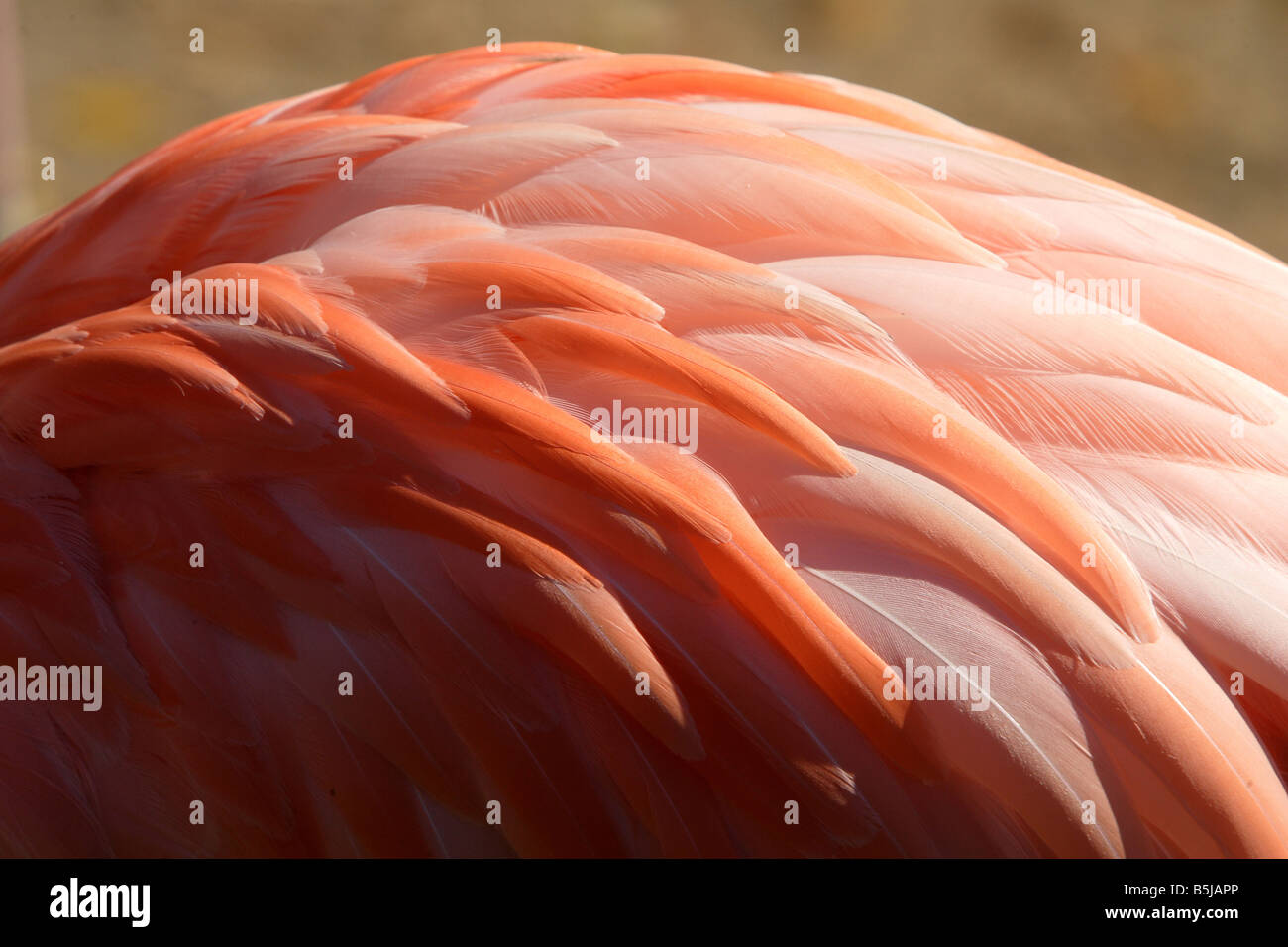 Le piume di un fenicottero rosa Foto Stock