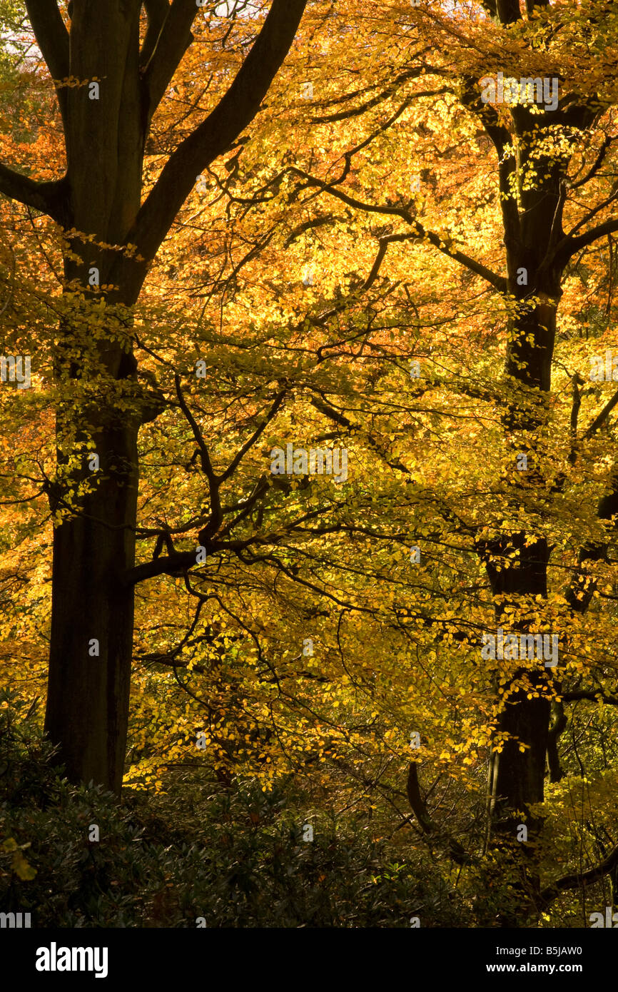 Autunno in Styal boschi, Cheshire, Regno Unito Foto Stock