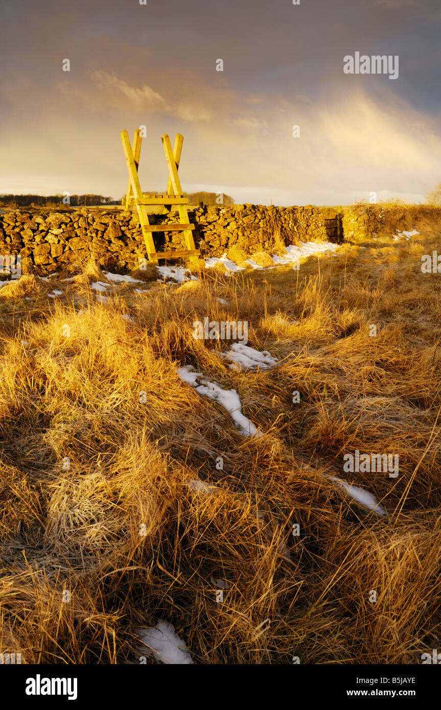 I primi raggi del mattino invernale caldo sole l'erba lunga e stonewall a Ubley Warren su Mendip Hills Foto Stock