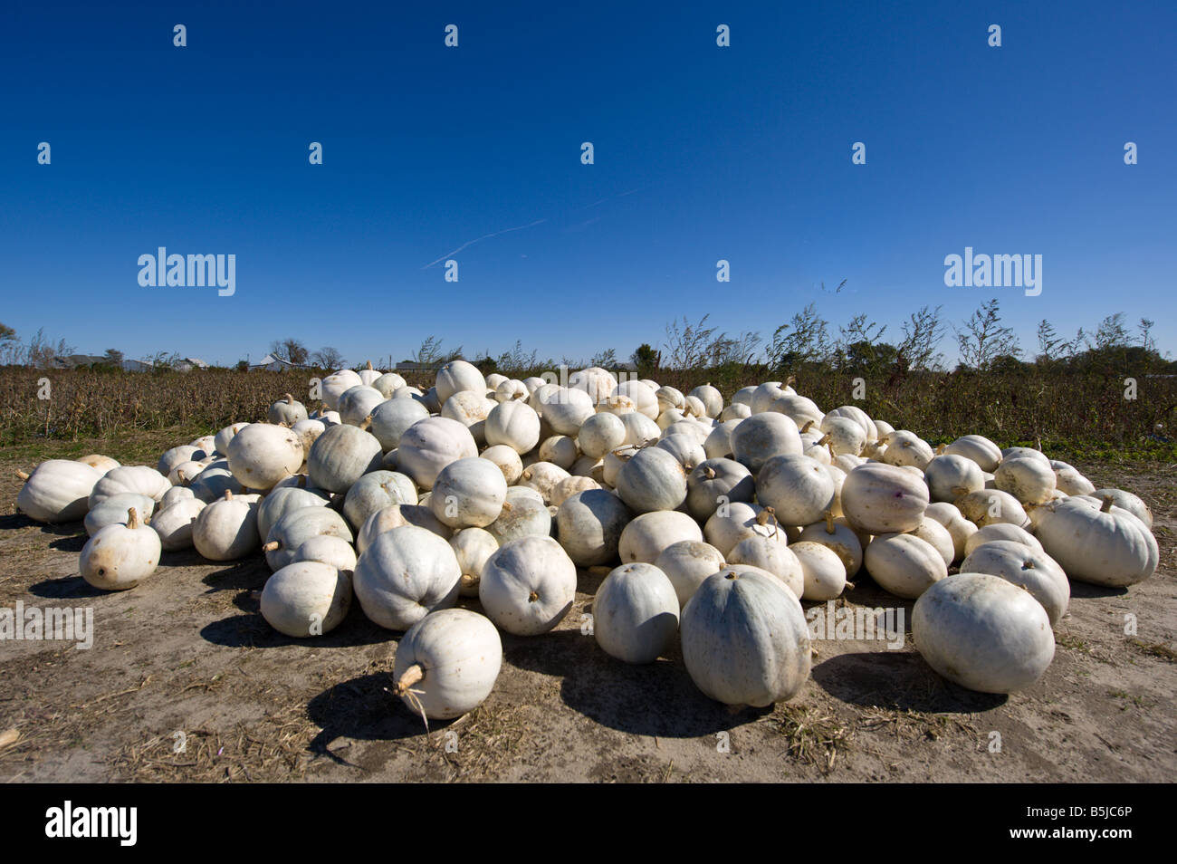 Una pila di bianco pumkins in un campo accantonati per la vendita Foto Stock