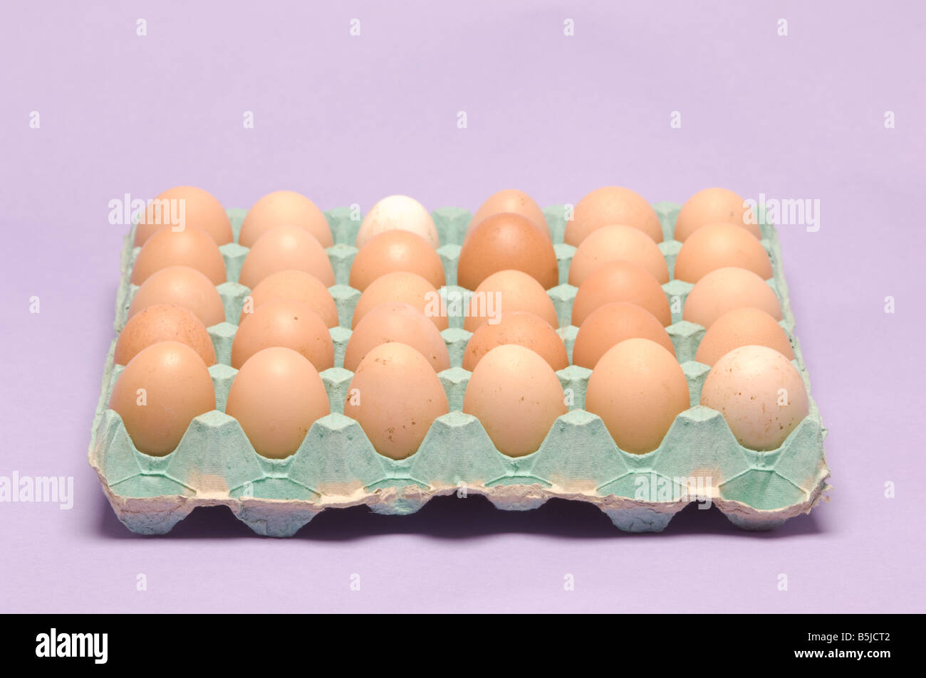Rosolare le uova di gallina in un vassoio di cartone su sfondo lilla. Foto Stock