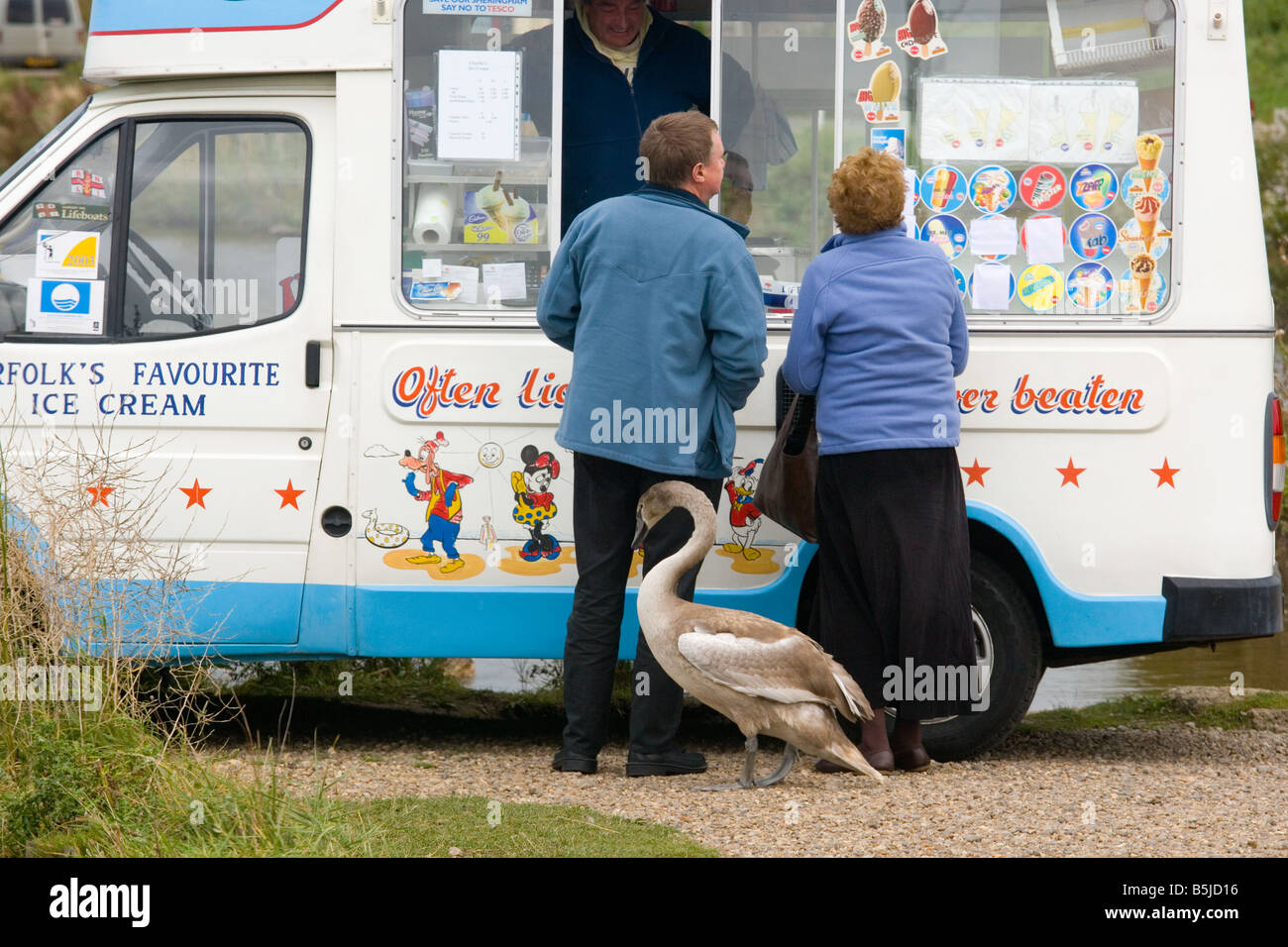 Immaturo del Cigno abituati al gelato di dispense NORFOLK REGNO UNITO Foto Stock
