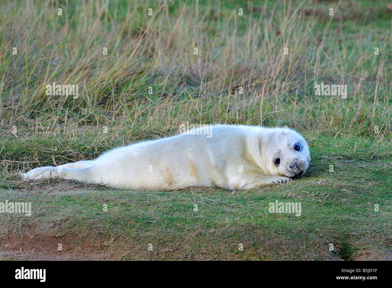 Grey Seal pup Foto Stock