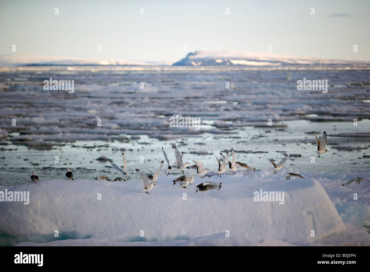 Uccelli di mare sul ghiaccio di moto Foto Stock