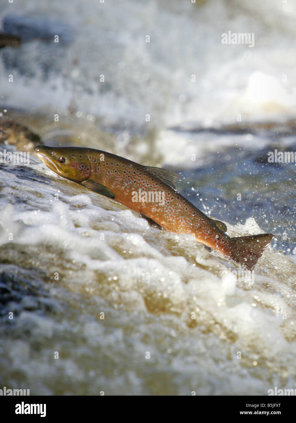 Il salmone selvatico saltando a monte alla Philiphaugh cauld vicino a Selkirk in Scottish Borders Foto Stock